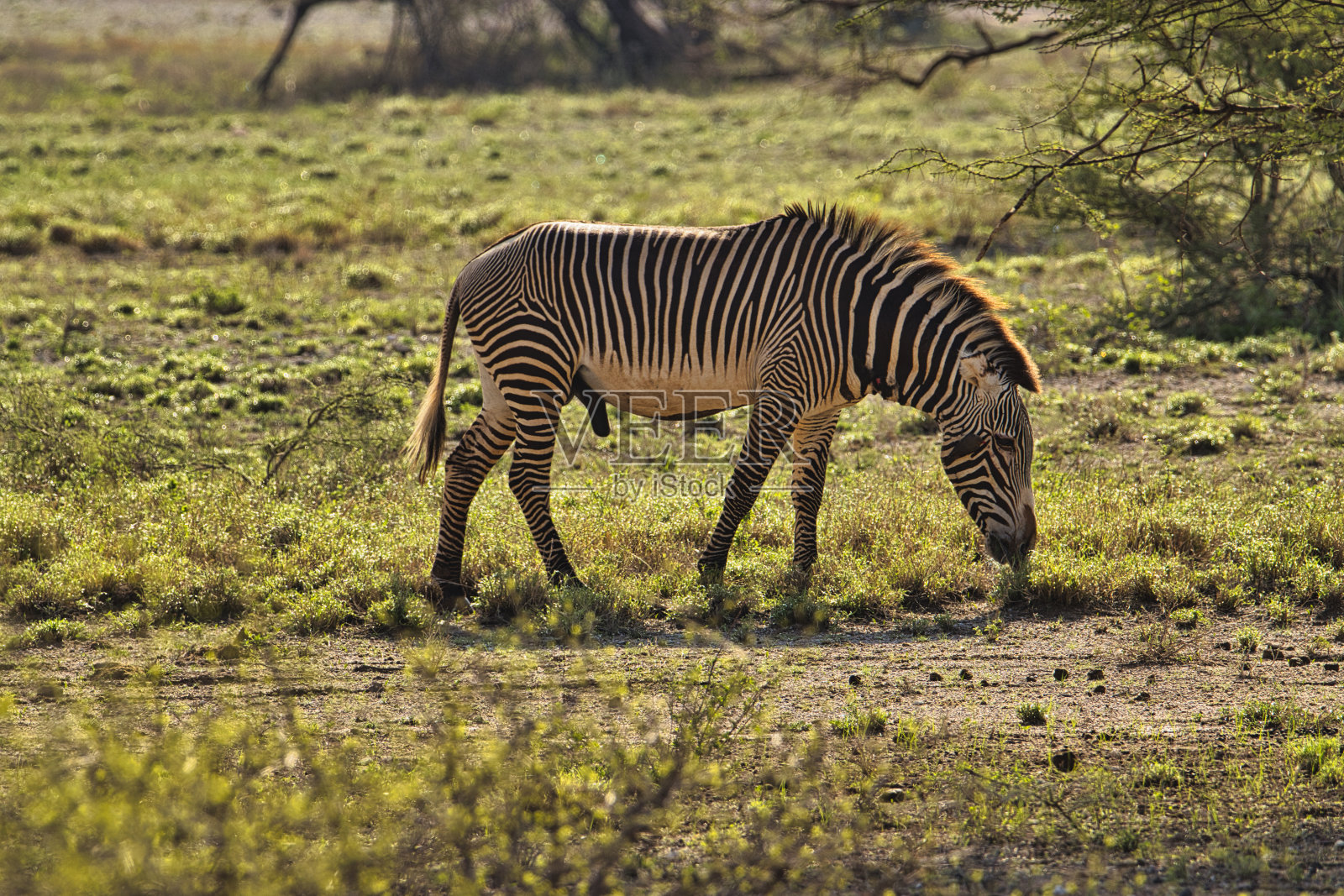 位于东是曹，西是曹，位于肯尼亚的阿姆博塞里照片摄影图片