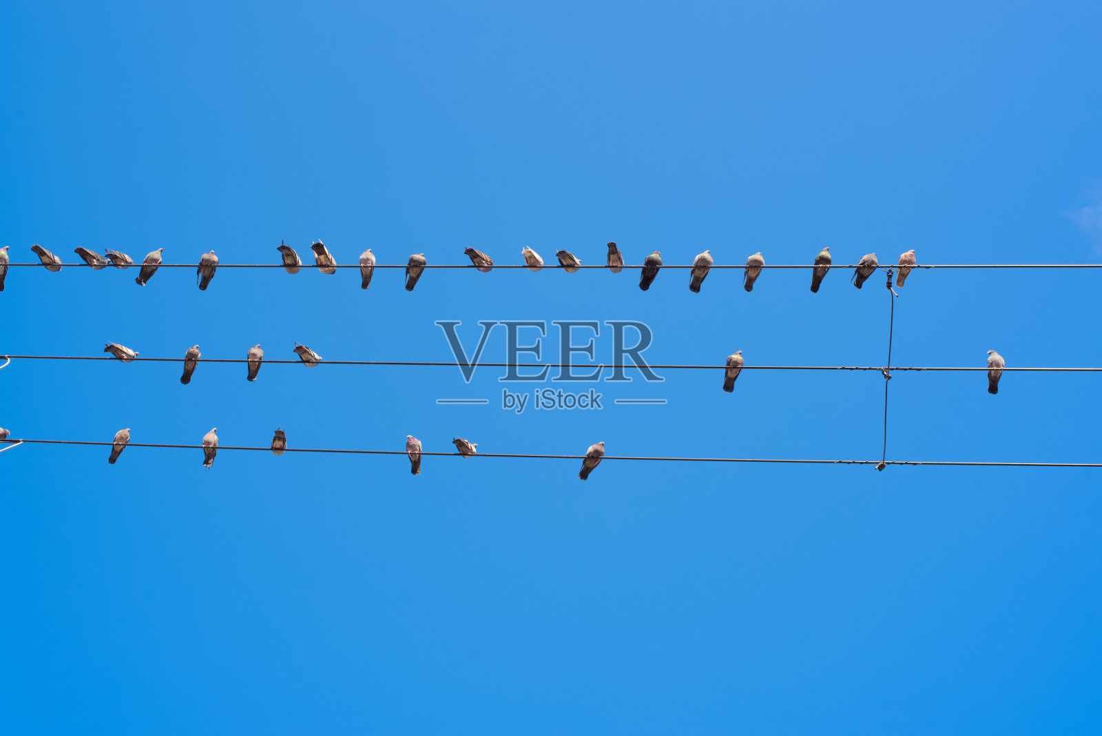 鸽子照片摄影图片