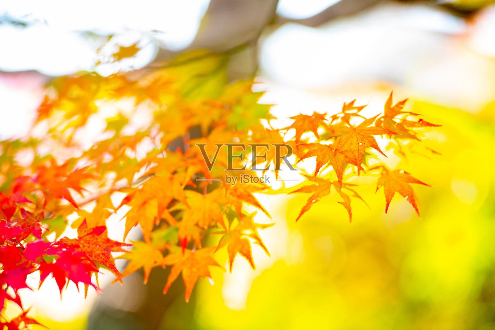 日本山口县和府市的秋季花园照片摄影图片