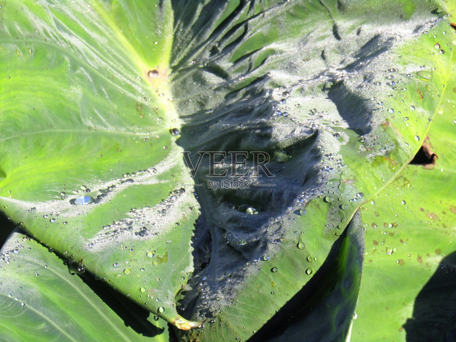 日本。十月。雨后晴朗的早晨。照片摄影图片