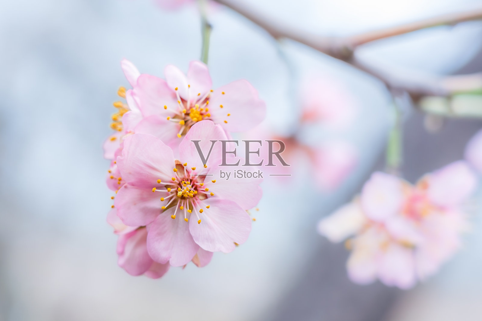 盛开的杏花在一个美丽的果园照片摄影图片