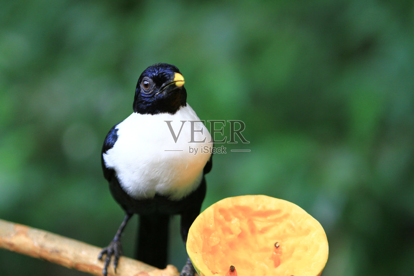 香港公园的白颈八哥照片摄影图片
