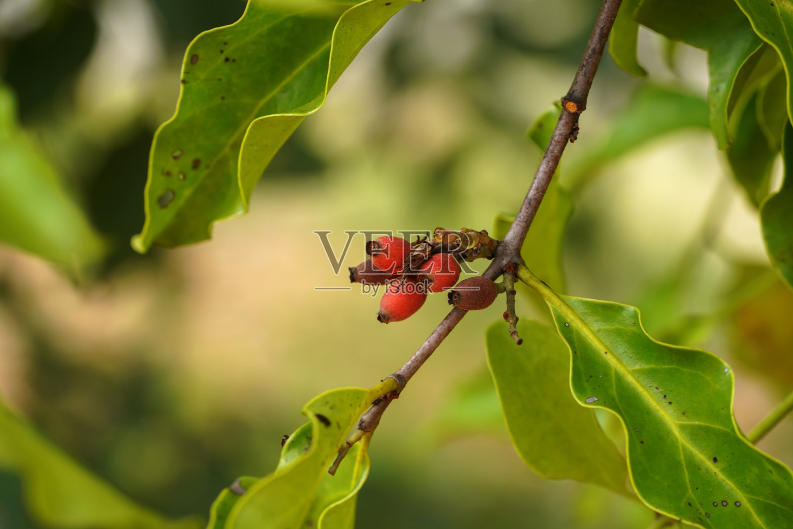 近观，树上石竹属植物的果实。照片摄影图片