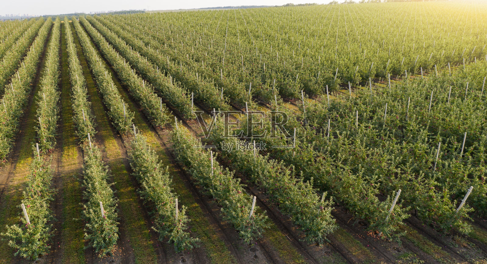 苹果园鸟瞰图照片摄影图片