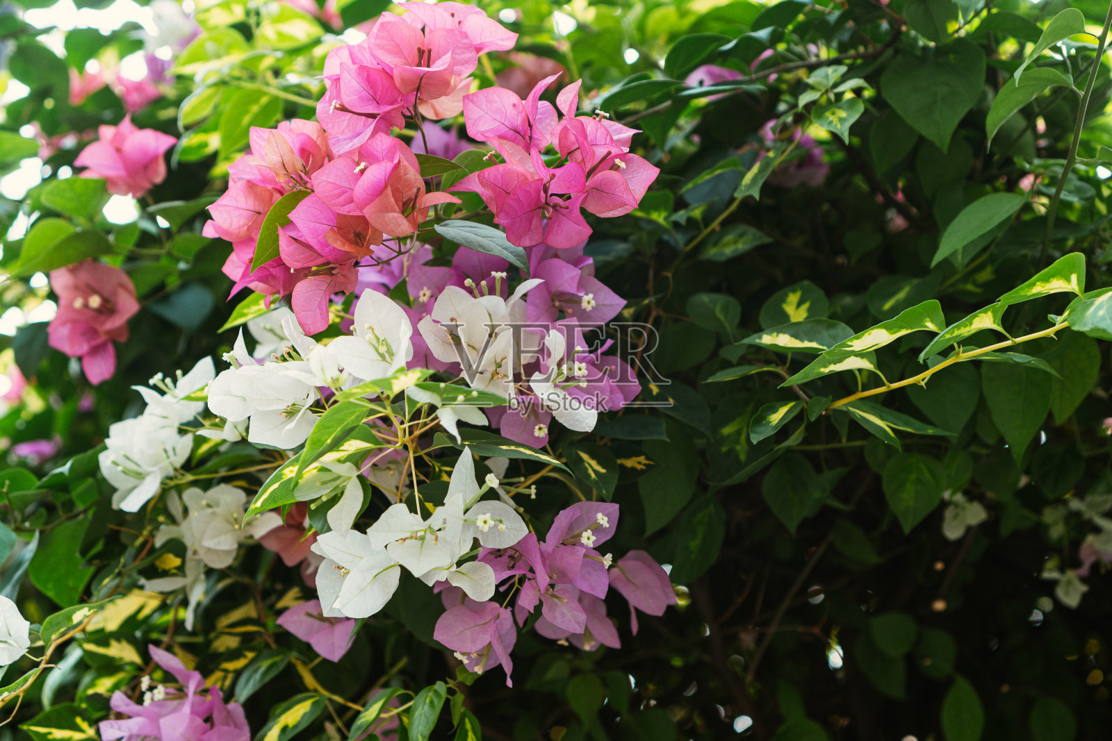 红花闭合照片摄影图片