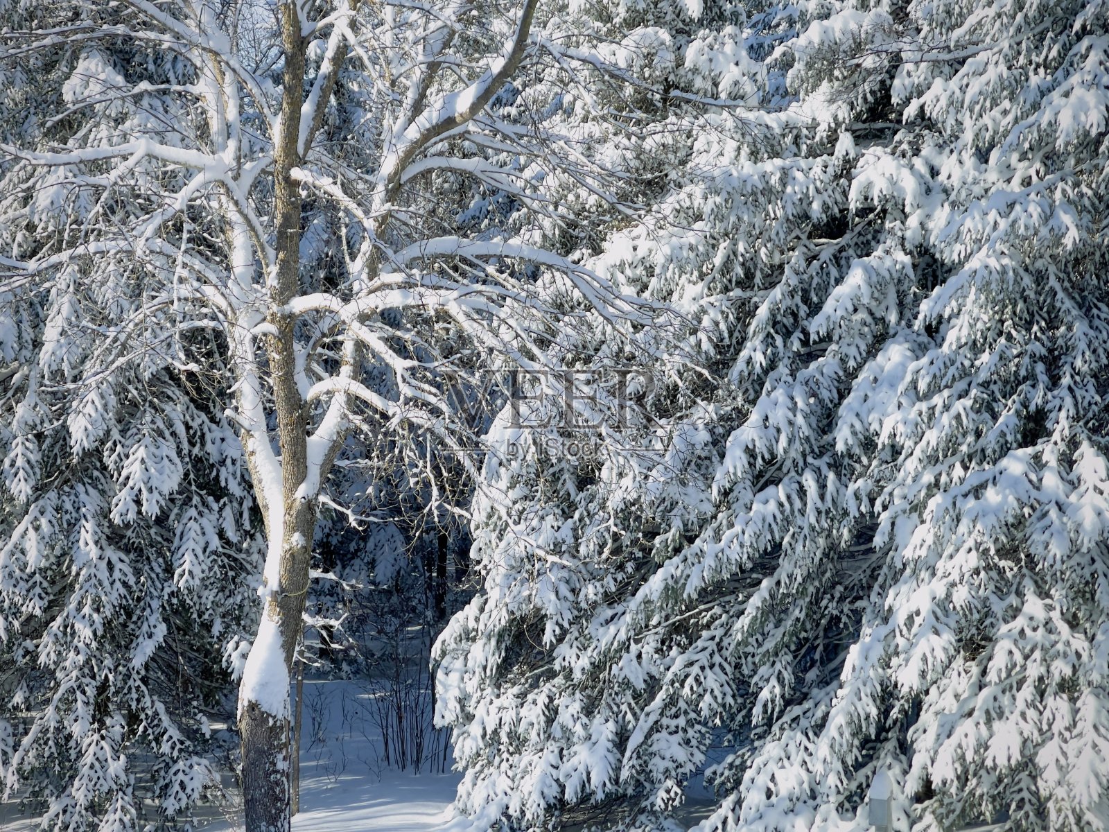 被雪覆盖的树木照片摄影图片