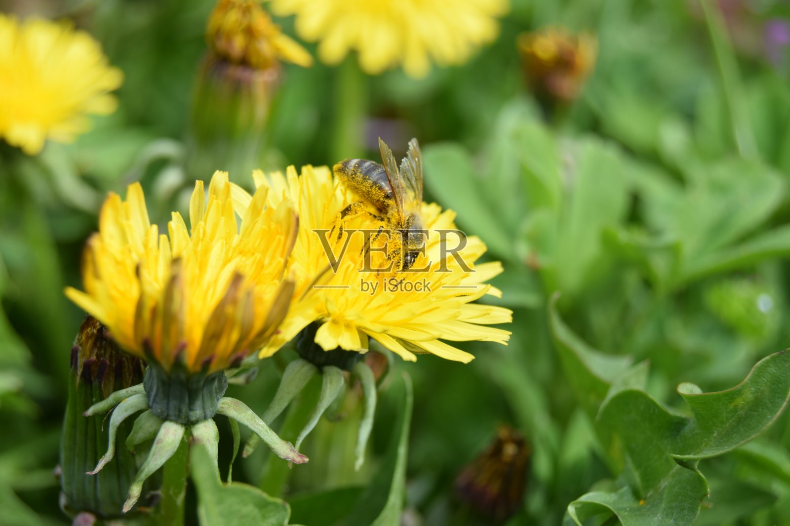 黄色的蒲公英，蒲公英，在绿色的背景上，完美的背景，纹理，微距摄影。春天的时间概念照片摄影图片