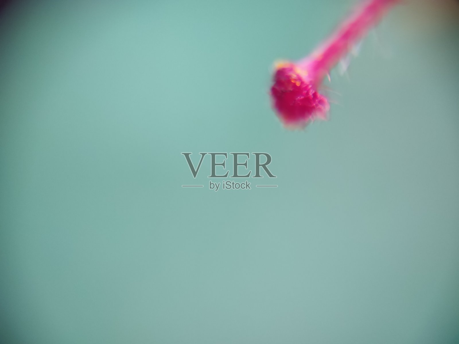 雄蕊花的特写镜头照片摄影图片