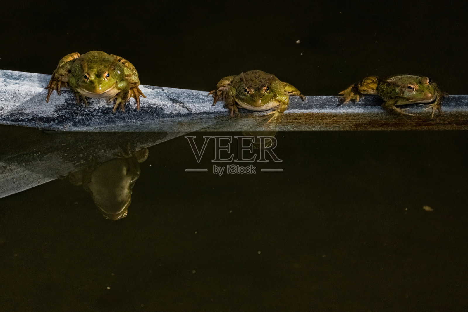 三只普通的青蛙在晒太阳，Pelophylax perezi。马德里,西班牙照片摄影图片