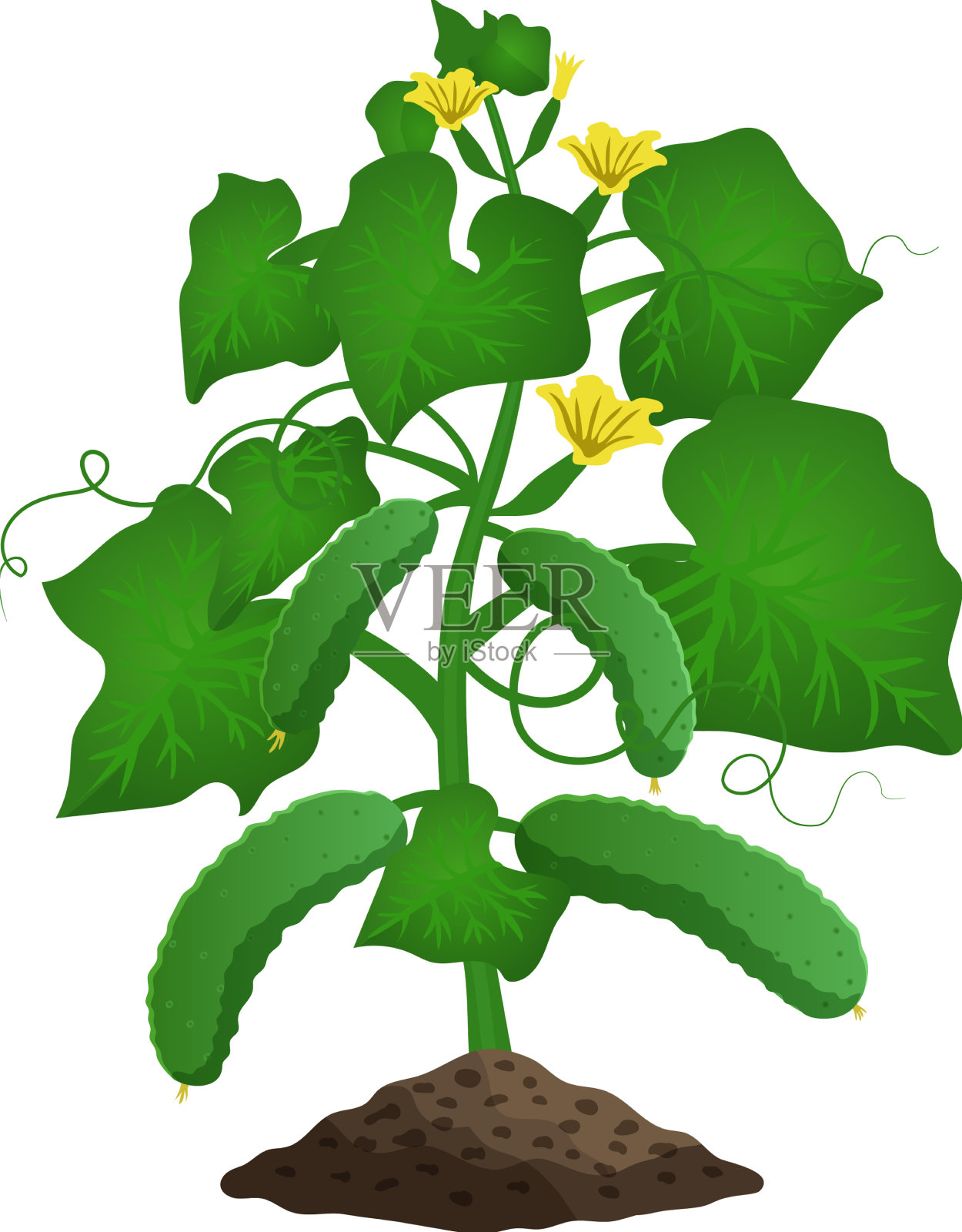 黄瓜植物有机成分设计元素图片