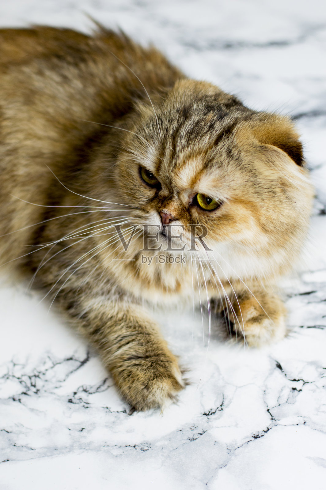 在大理石背景上的一个明亮美丽的毛茸茸的金色栗鼠猫的肖像照片摄影图片