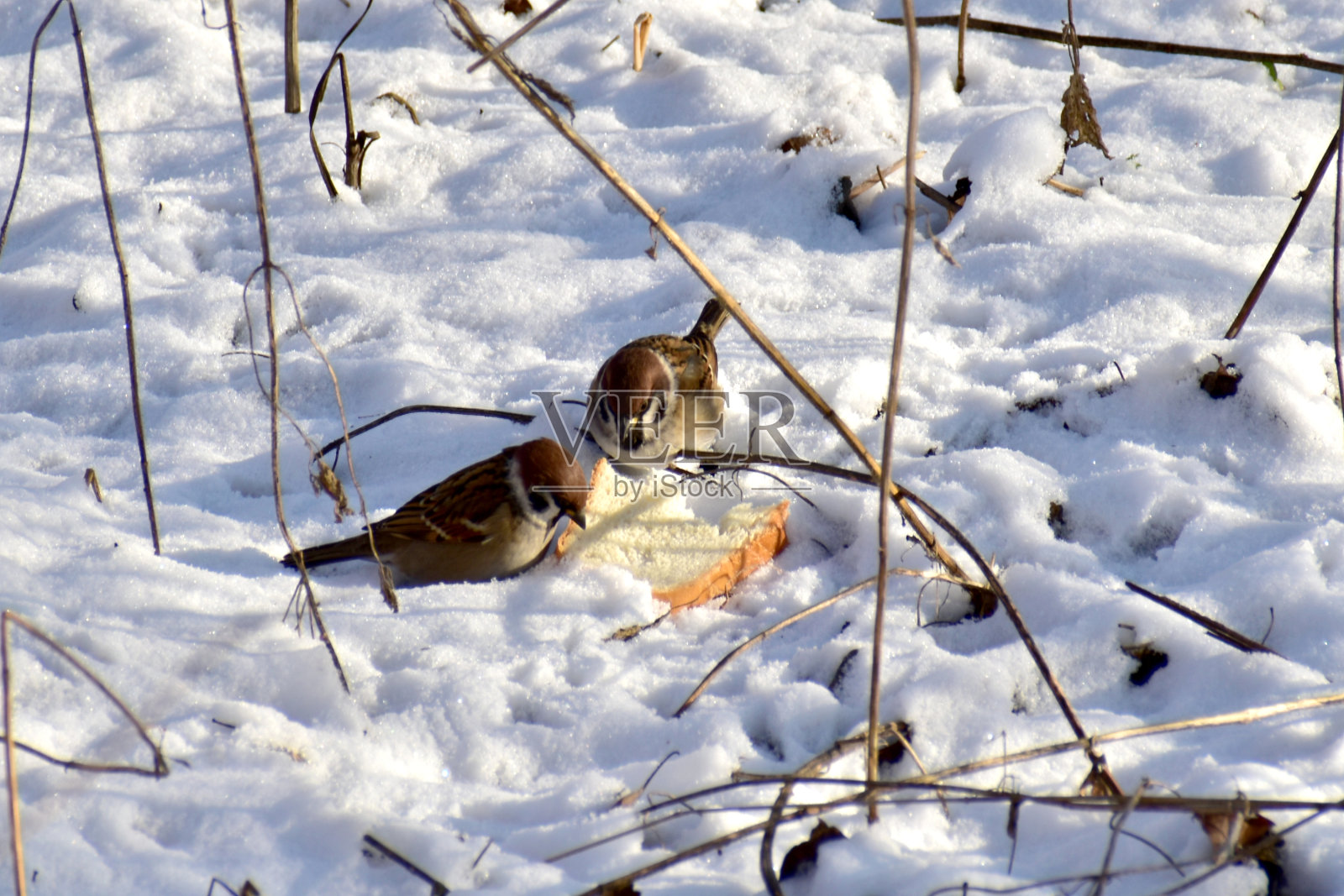 两只麻雀在地上的雪中翻找食物。照片摄影图片