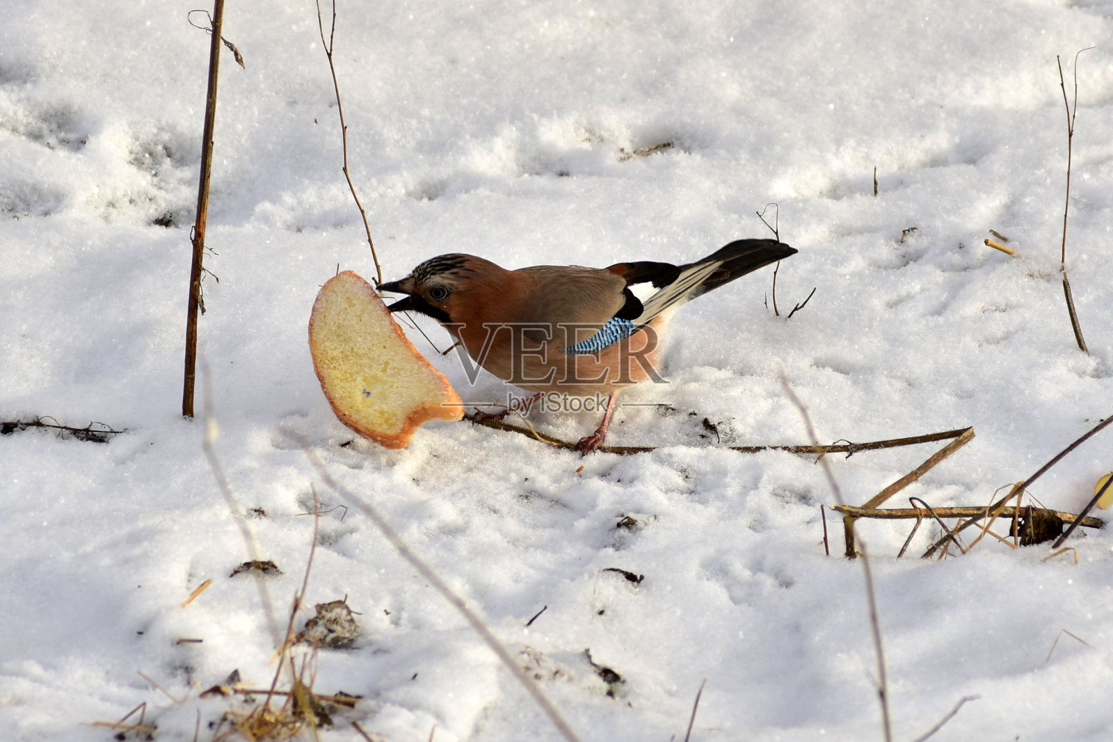 一只松鸦用嘴从地上叼起一块面包。照片摄影图片