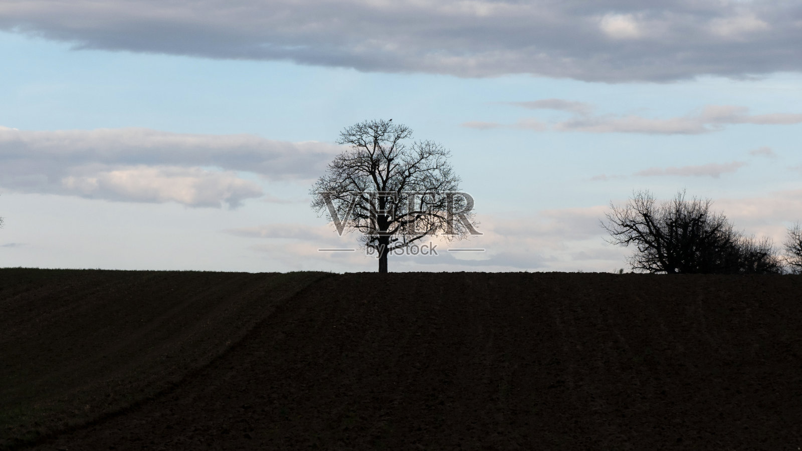 孤独的树对着天空的光照片摄影图片