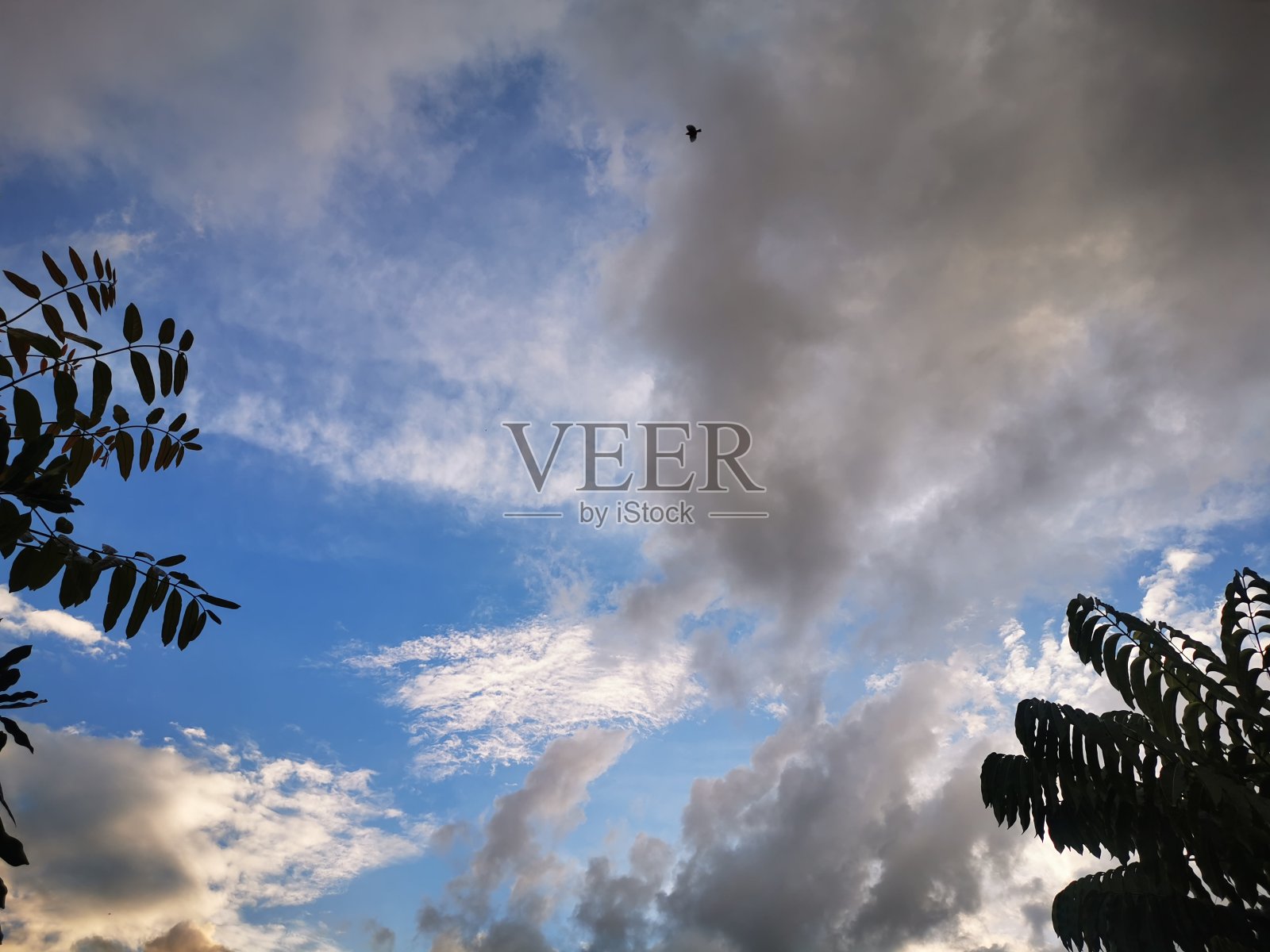 天空中的小鸟照片摄影图片