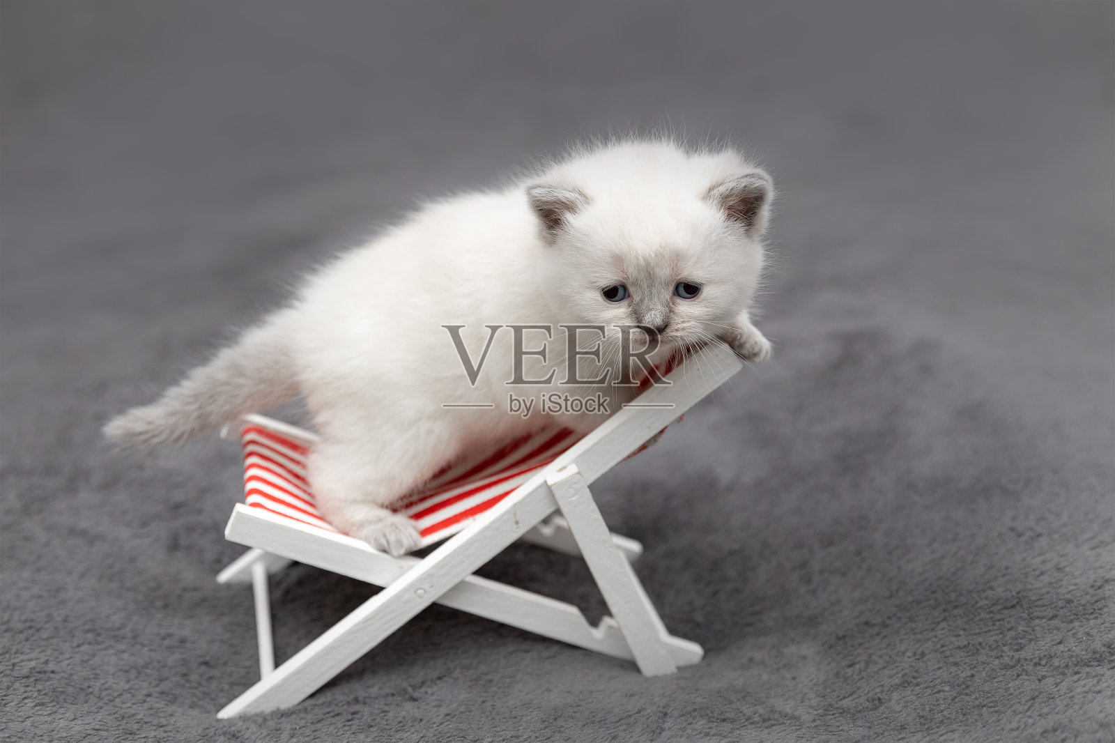 一只英国小猫坐在躺椅上照片摄影图片