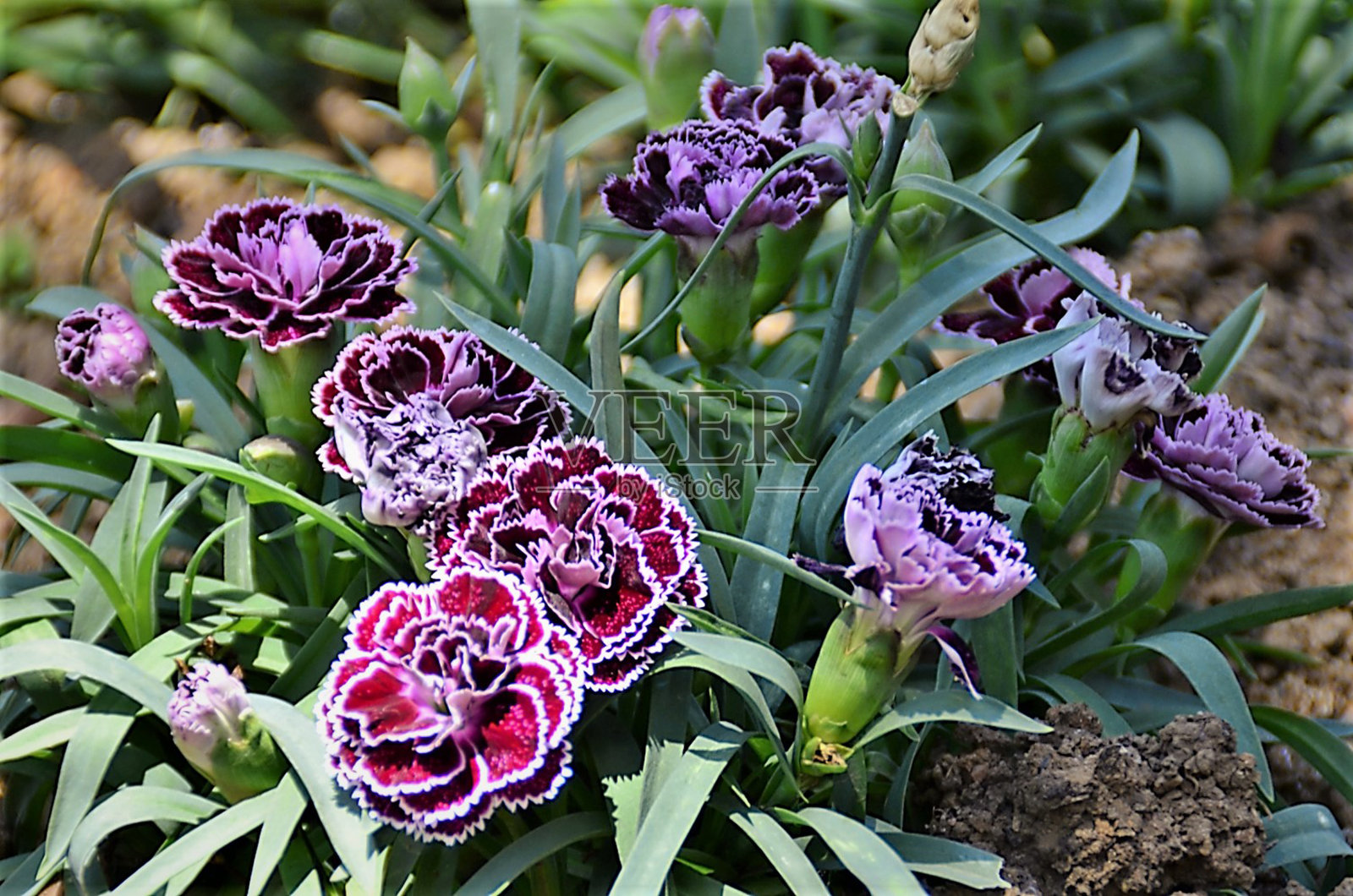 红花配石竹白色照片摄影图片