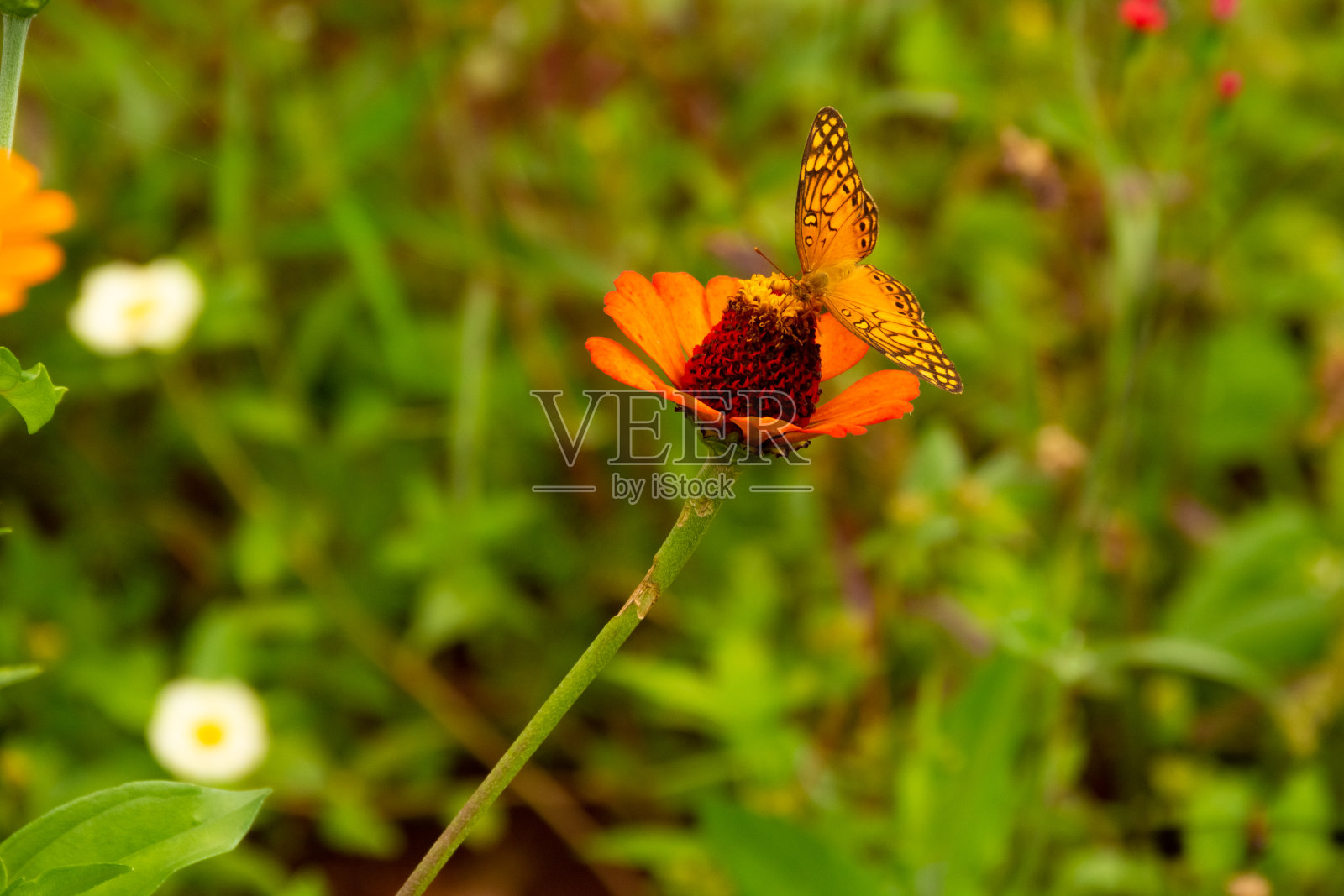蝴蝶在花园。照片摄影图片