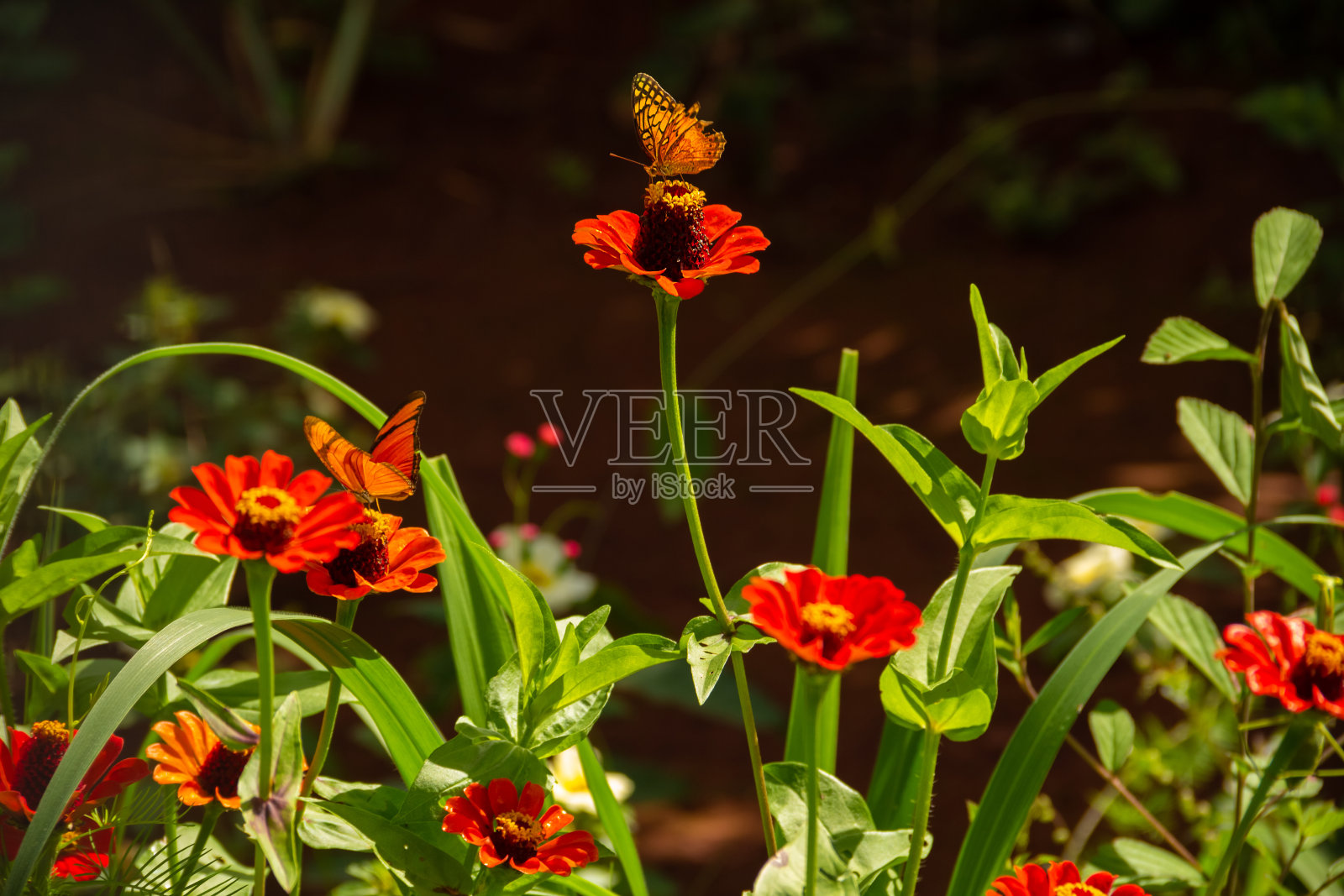 蝴蝶在花园。照片摄影图片