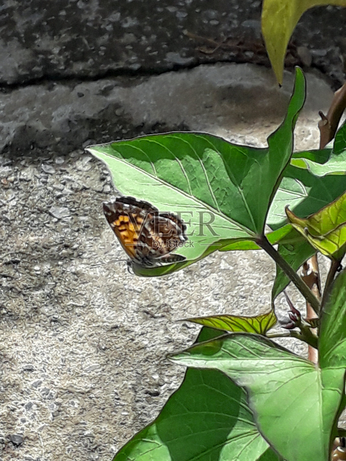 蝴蝶和植物照片摄影图片