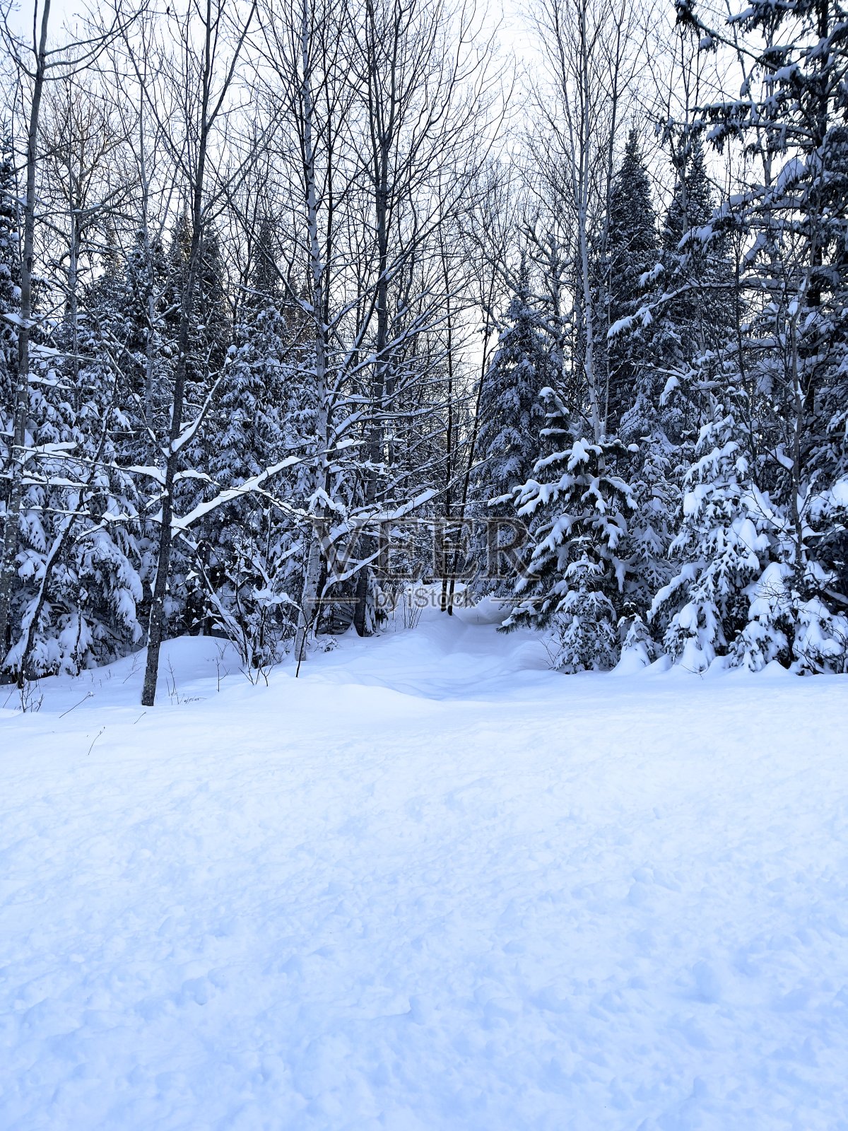 厚厚的雪和积雪覆盖的树木照片摄影图片