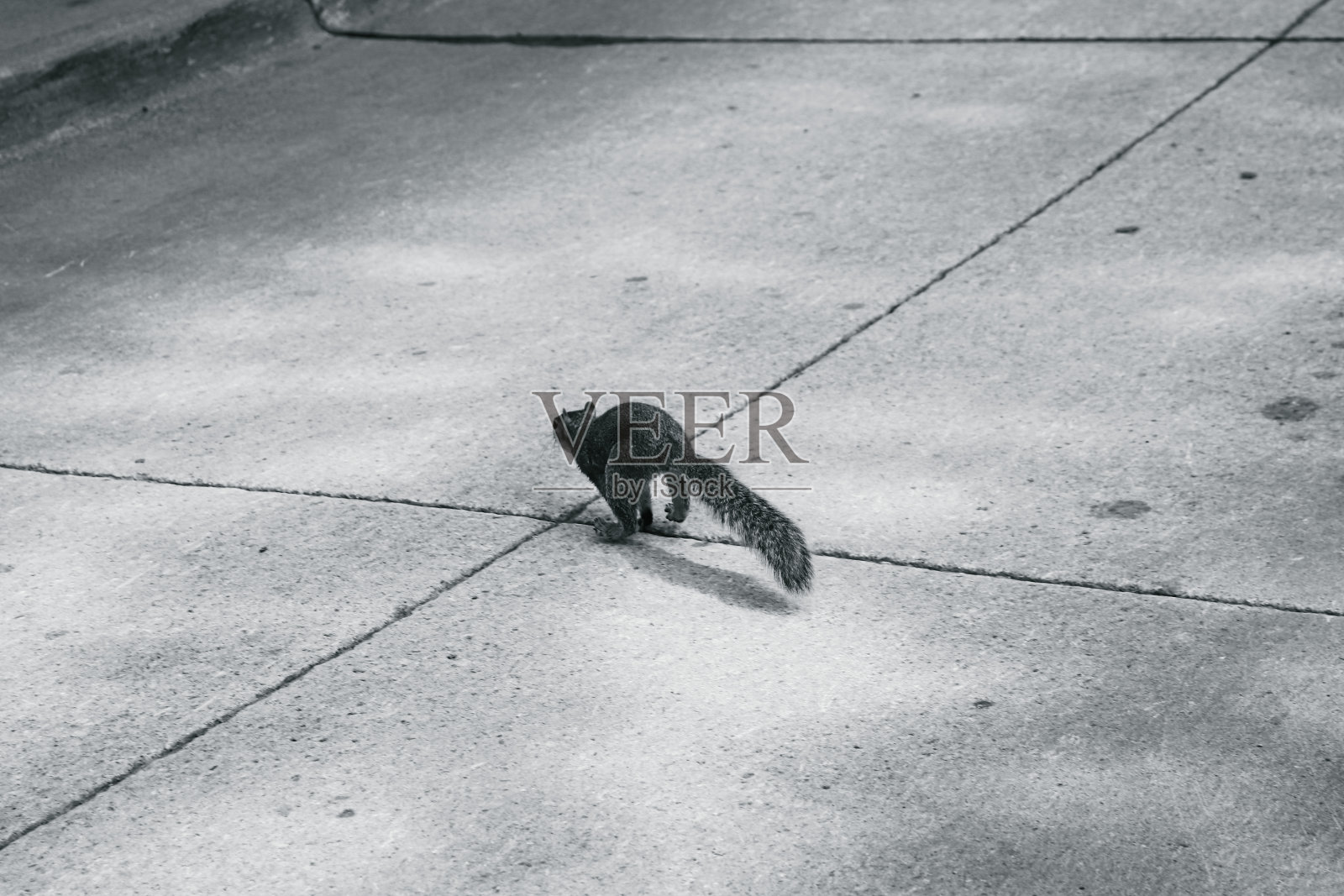 黑白色的单只松鼠从后面跑在水泥路上。照片摄影图片