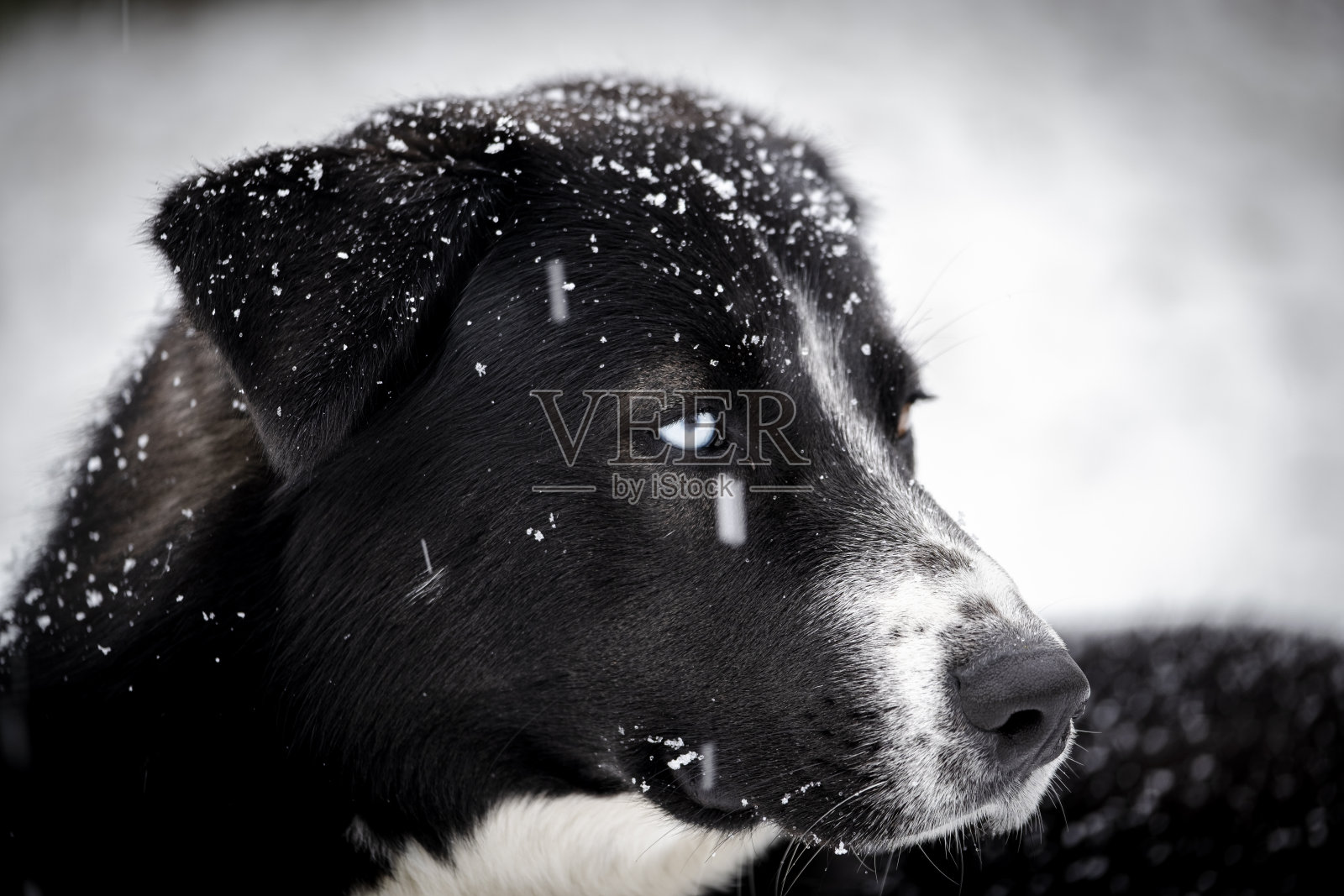 我的狗在雪地里照片摄影图片