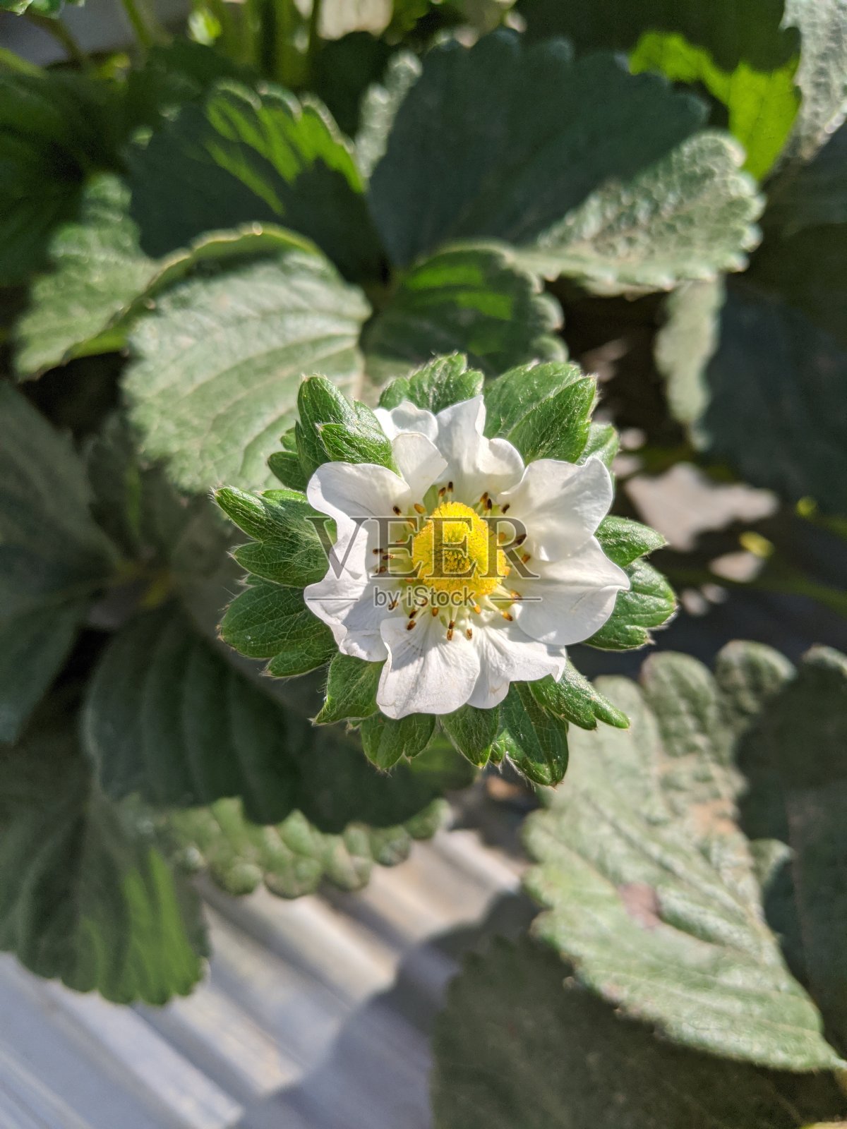 阳光下盛开的草莓花，白色和黄色花朵特写微距拍摄照片摄影图片