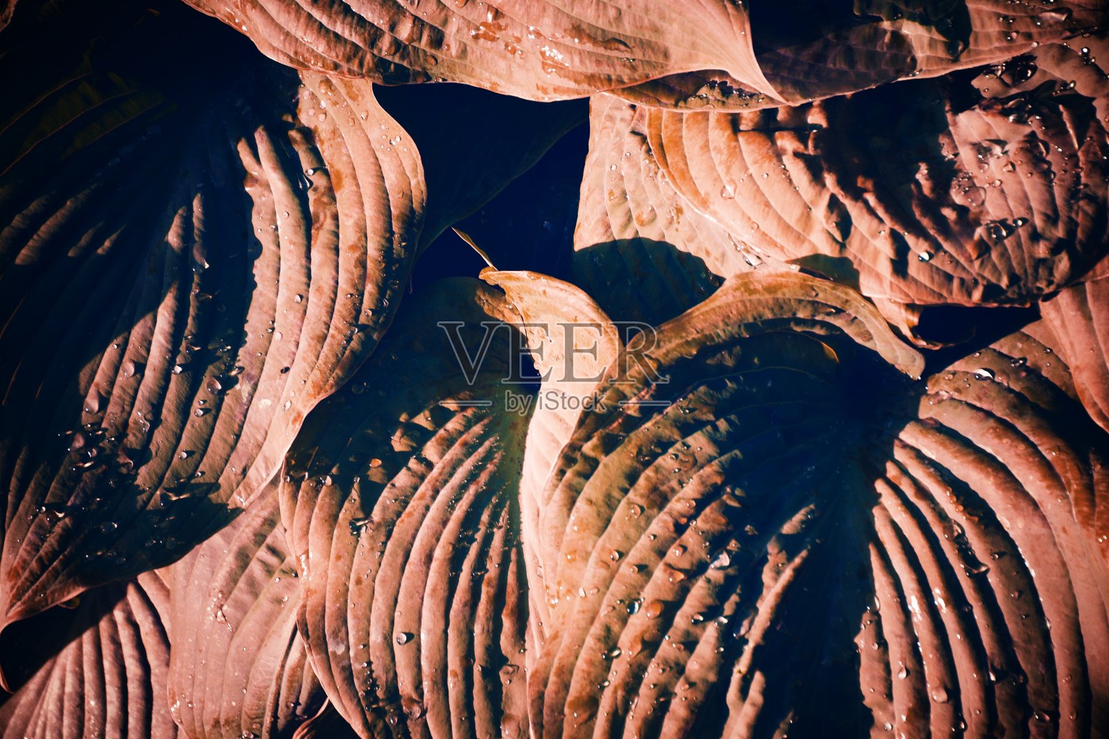 粉红调玉簪叶的自然背景照片摄影图片