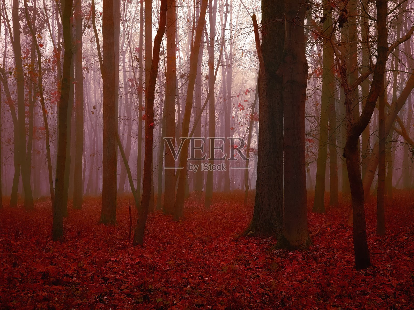 大气红色秋天森林。照片摄影图片