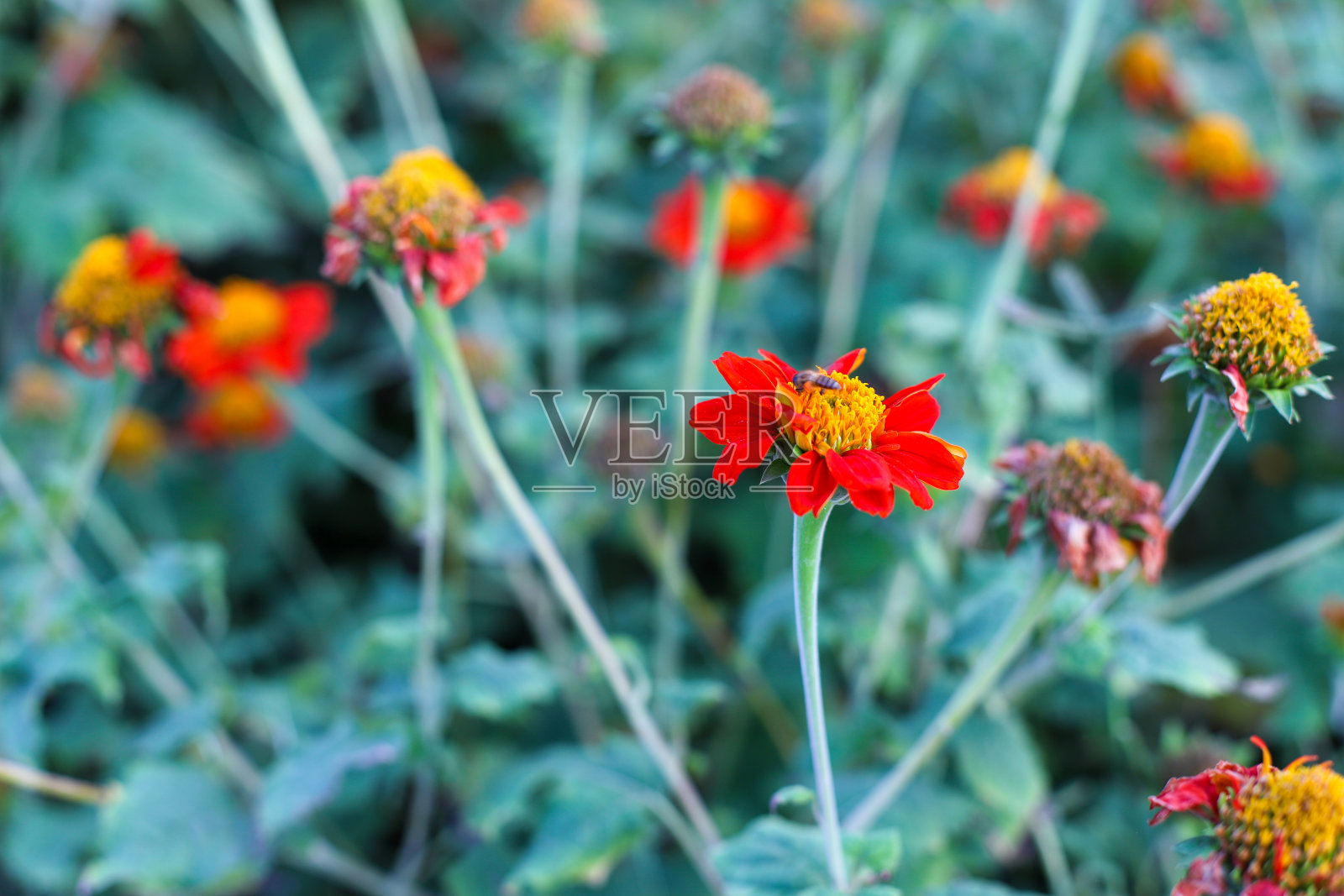 墨西哥向日葵或圆叶泰索尼花有选择性焦点背景照片摄影图片