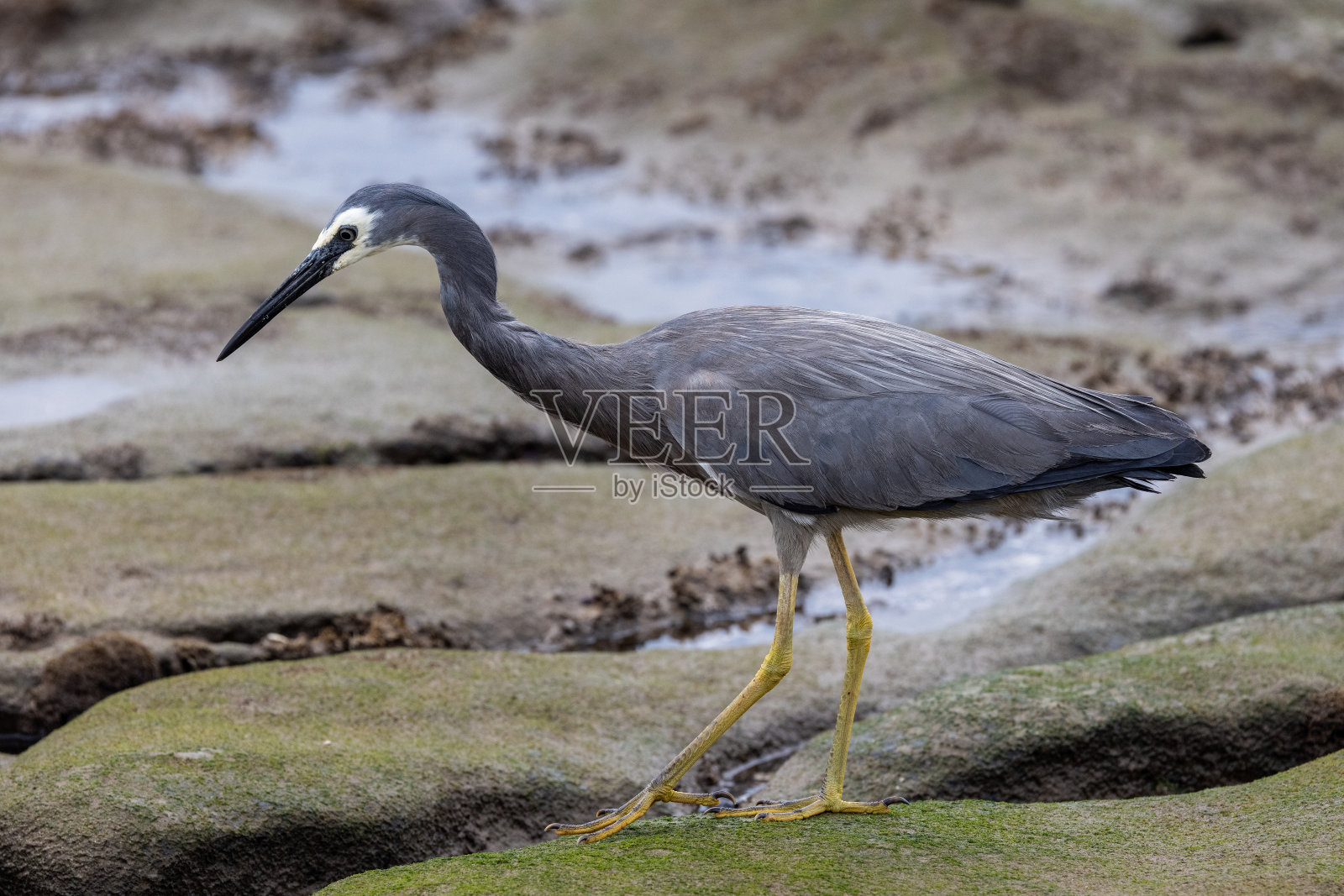 面容苍白的鹭照片摄影图片