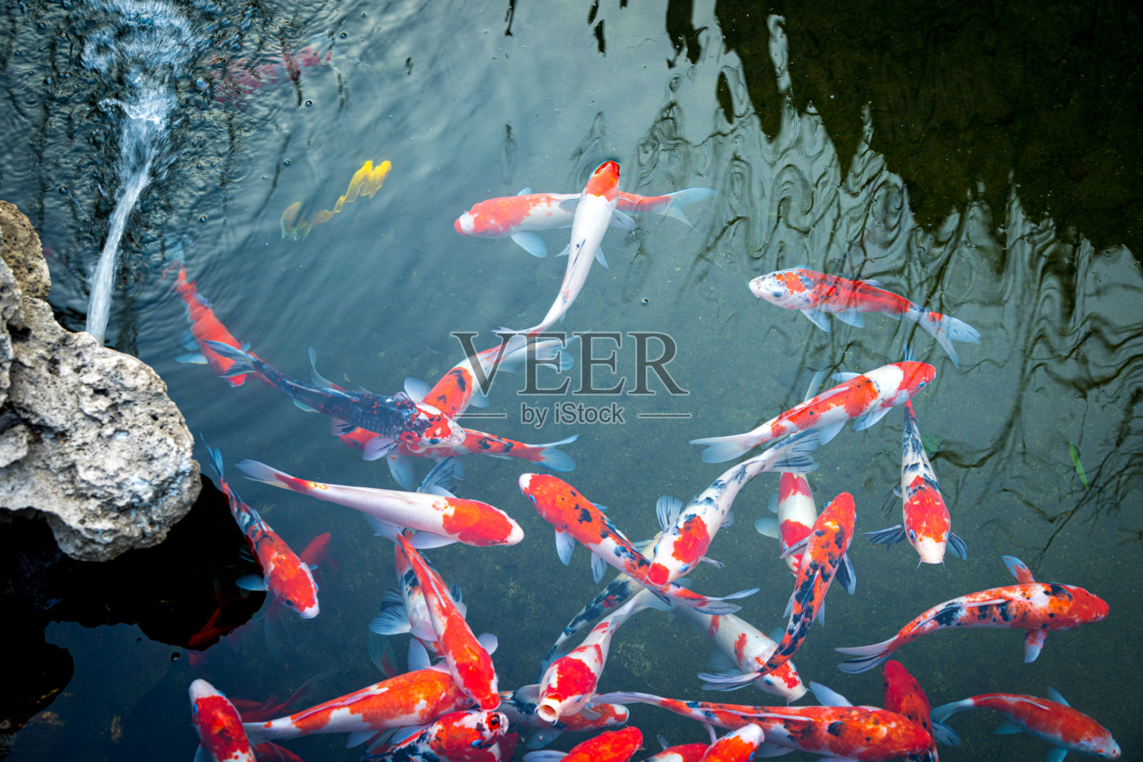 中国锦鲤照片摄影图片