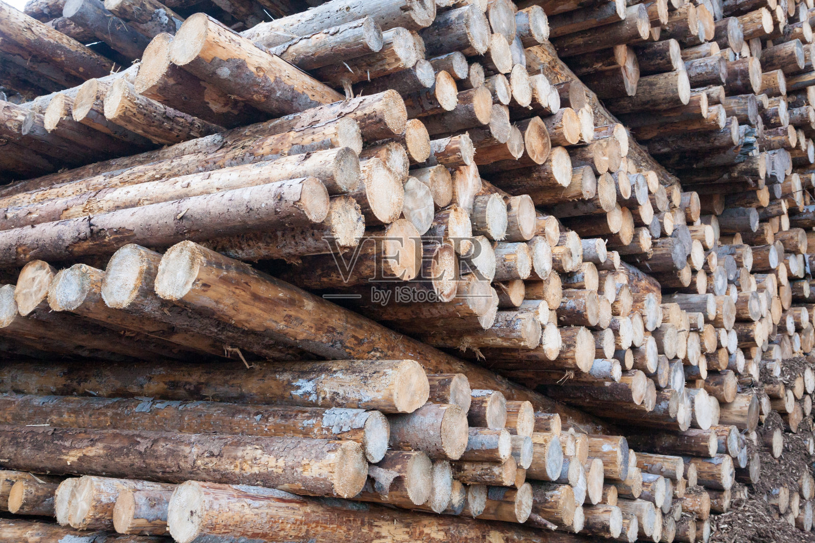 背景切割松木原木。Vaia风暴影响照片摄影图片