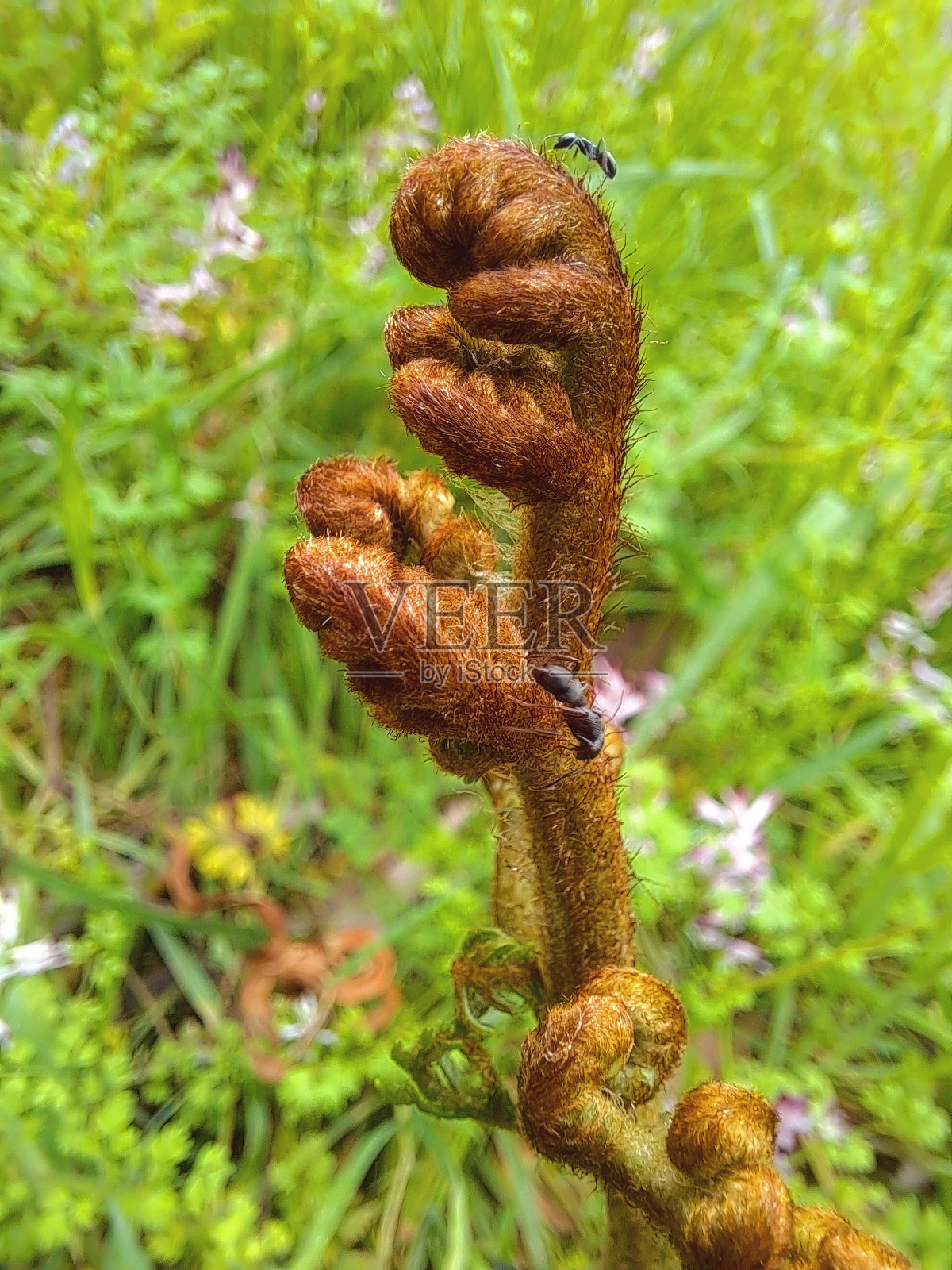 海伍德,维多利亚,澳大利亚照片摄影图片
