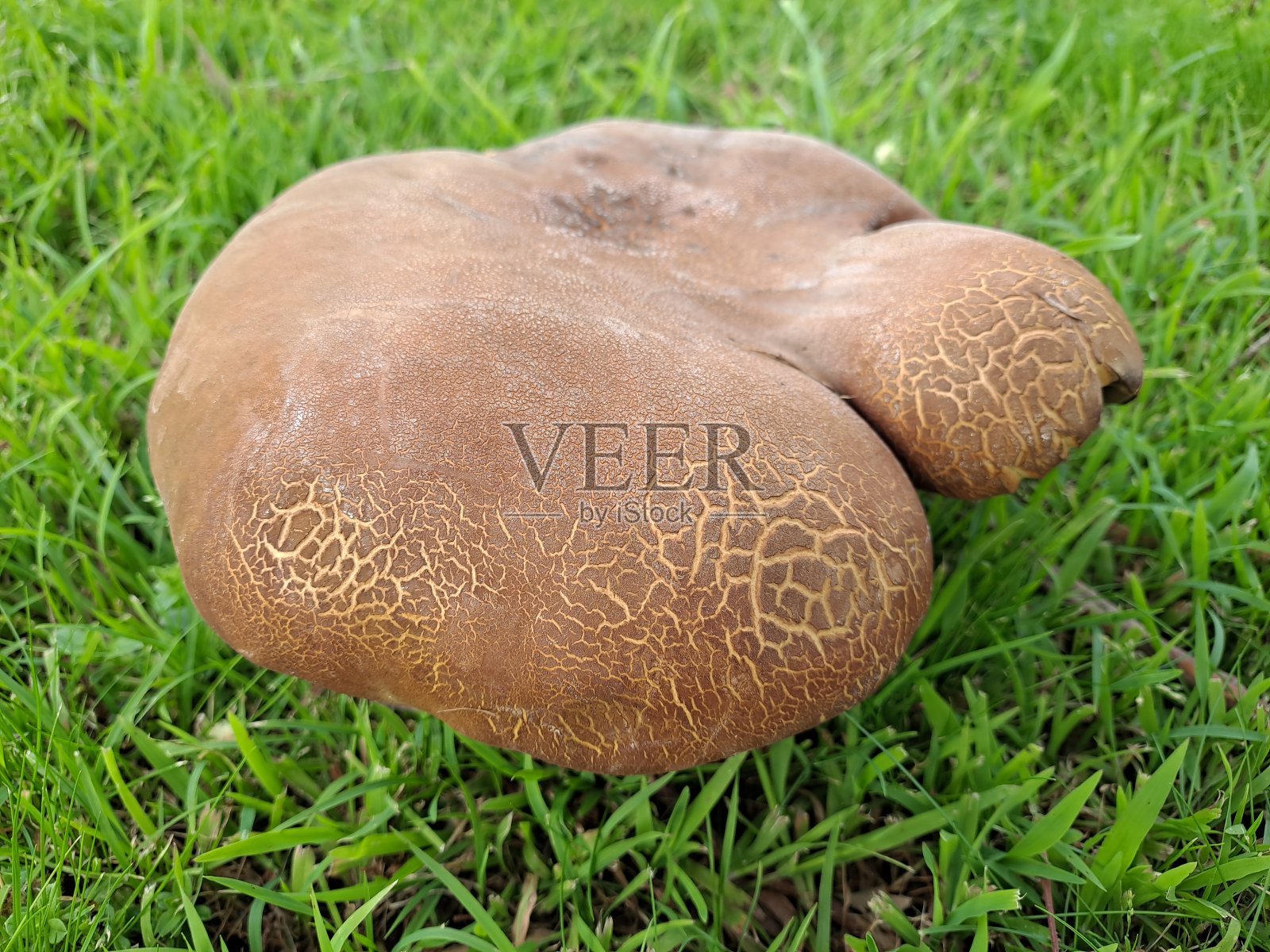 海伍德,维多利亚,澳大利亚照片摄影图片