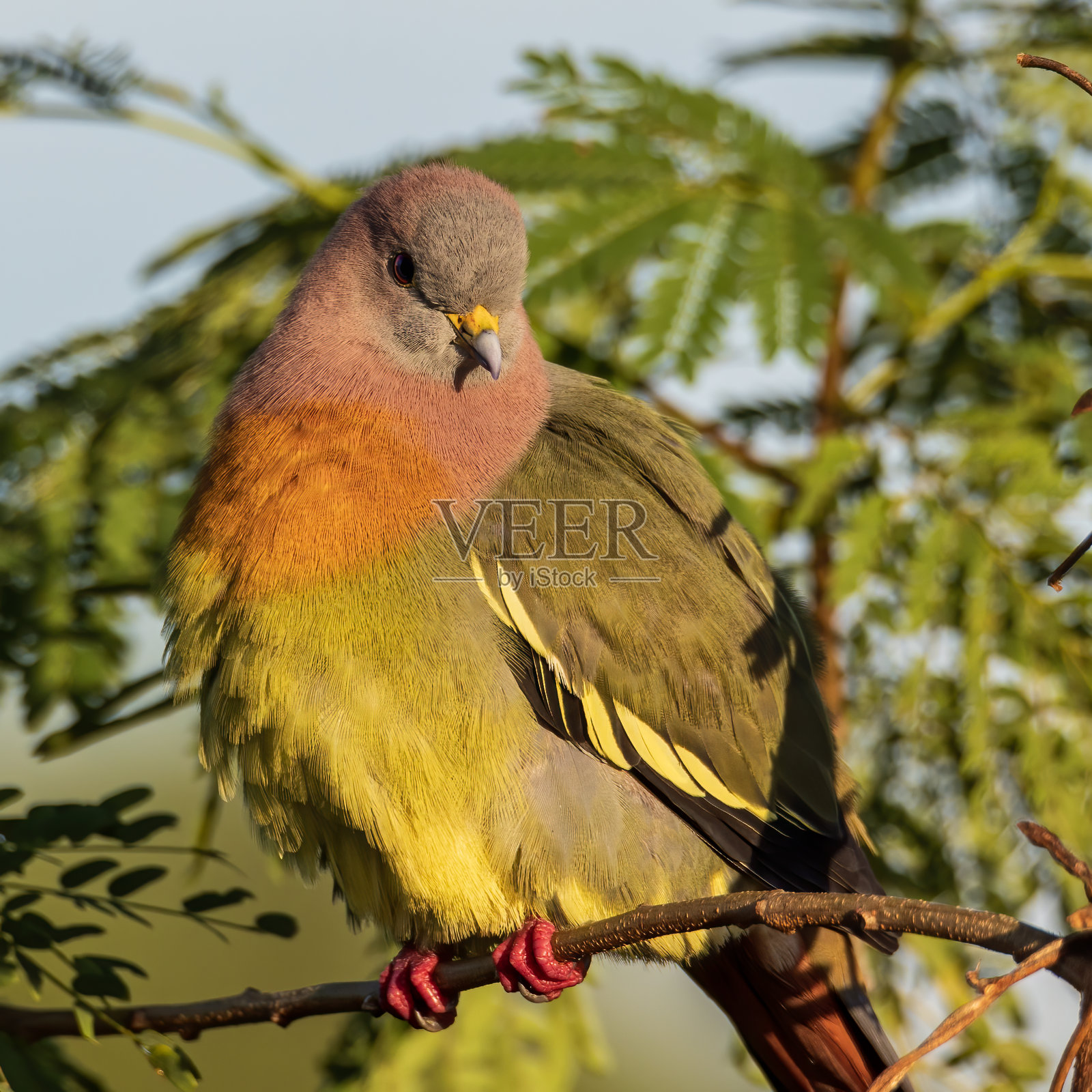 自然野生鸟类粉红颈绿鸽子栖息在树枝上照片摄影图片