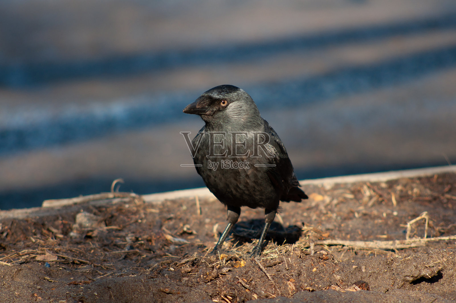 一只黑色的寒鸦在春天的草坪上寻找食物。鸟特写照片摄影图片