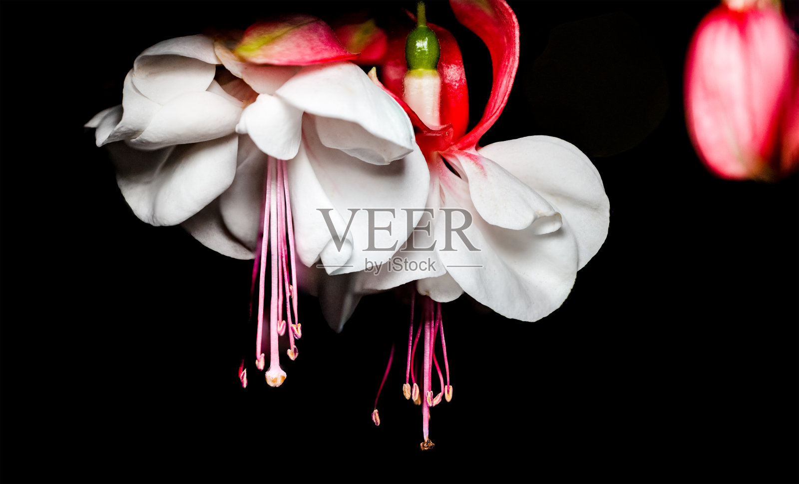 令人难以置信的梅红滴照片摄影图片