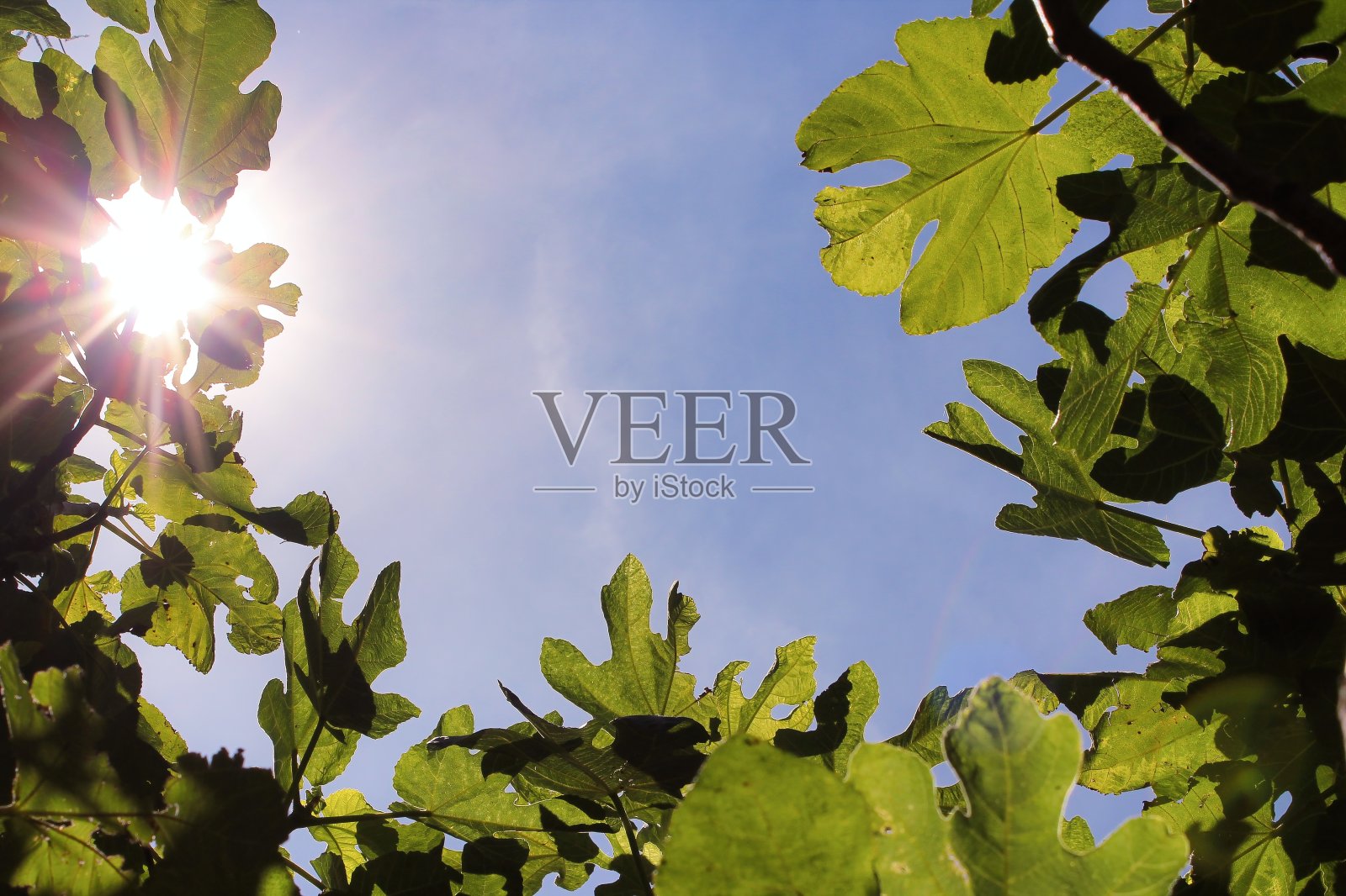 明亮的泉水自然背景照片摄影图片