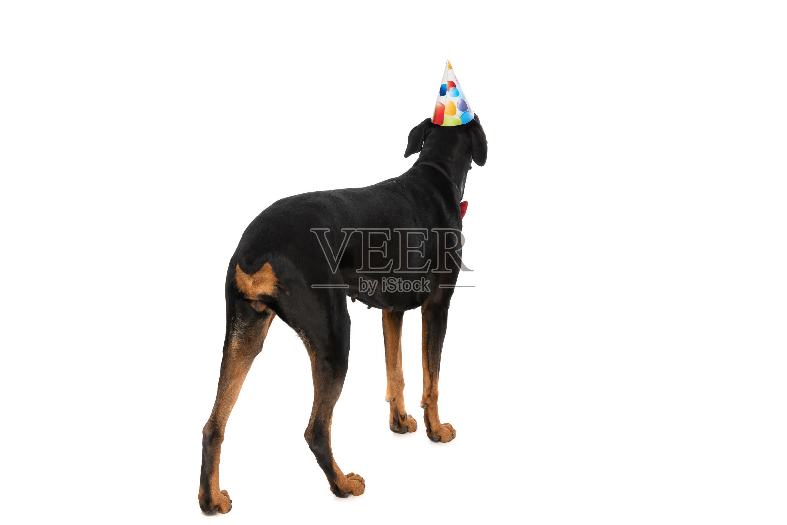 优雅的杜宾犬小狗生日帽和领结的后视图照片摄影图片