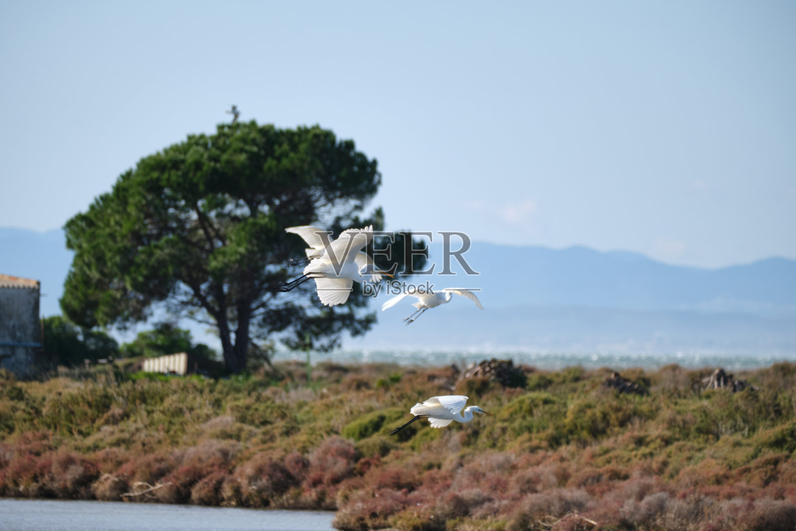 一群大白鹭(Ardea alba)飞过埃布罗三角洲的湿地。塔拉戈纳照片摄影图片