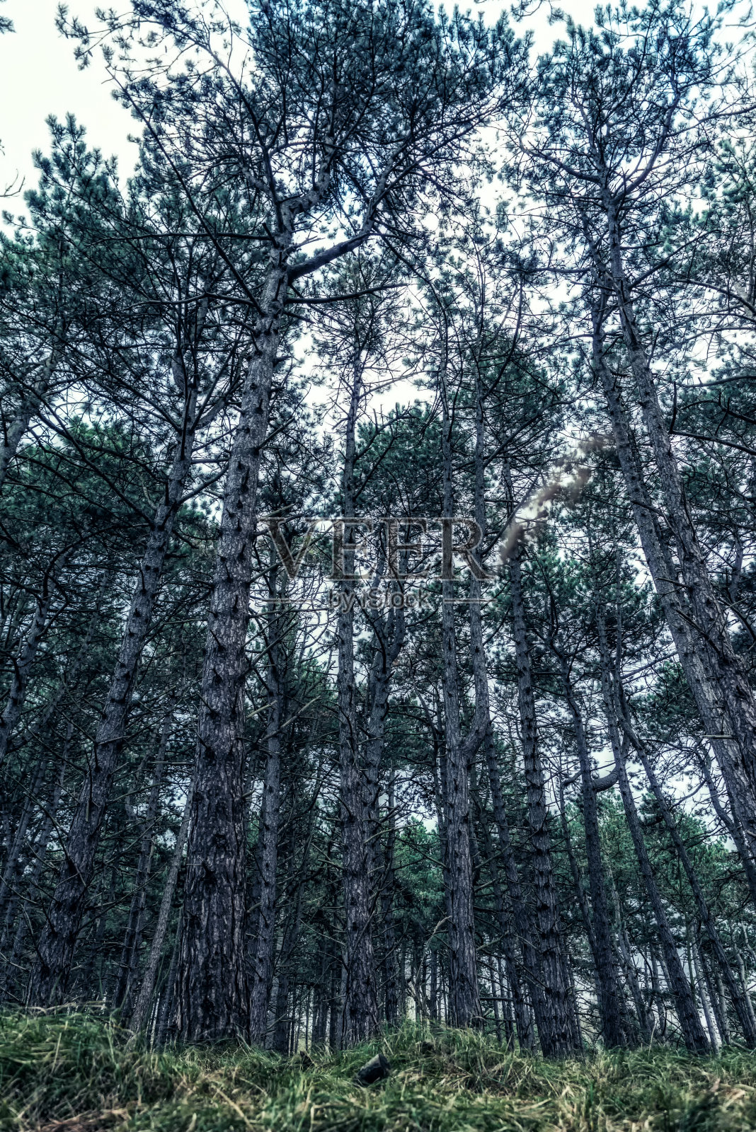 水的树林照片摄影图片