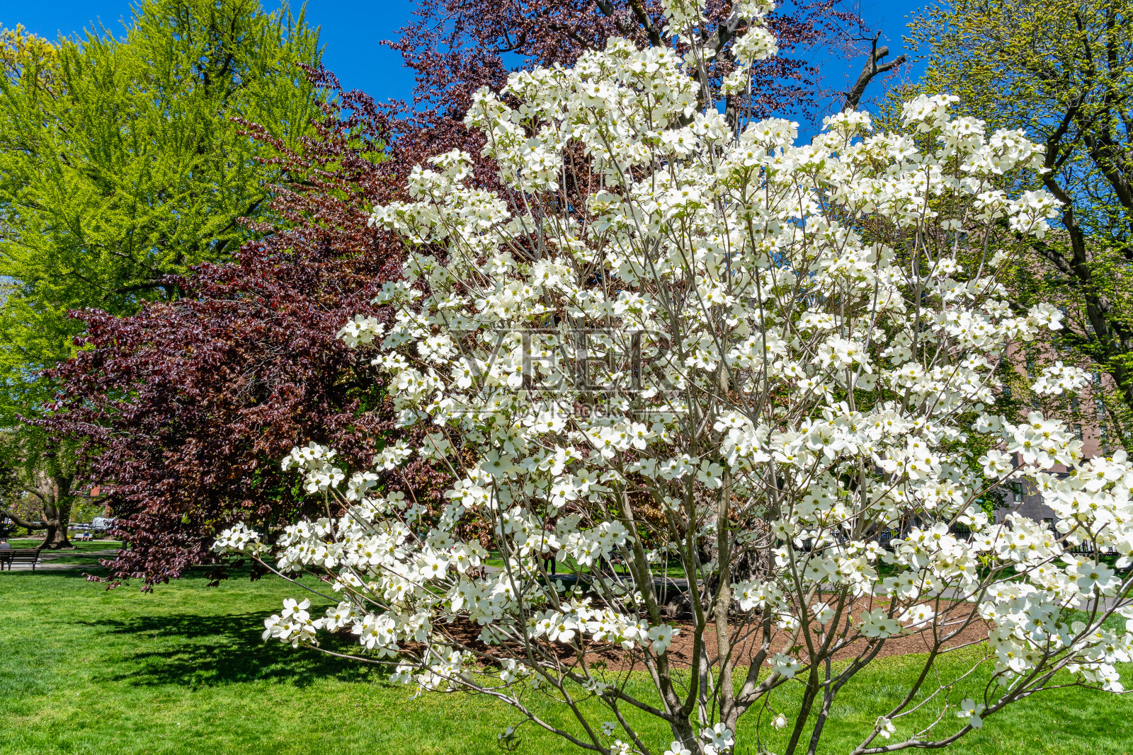 波士顿公共花园的山茱萸照片摄影图片