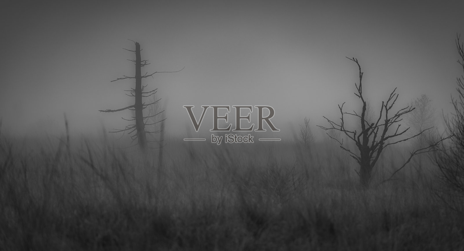 神秘的风景在高高的沼泽照片摄影图片