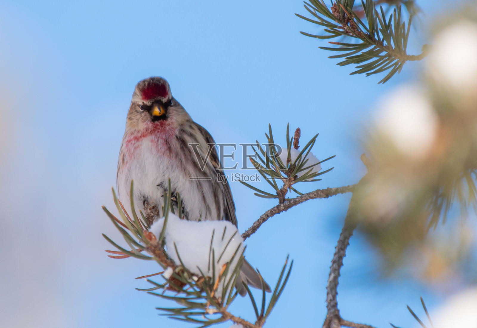 特写常见的红牛照片摄影图片