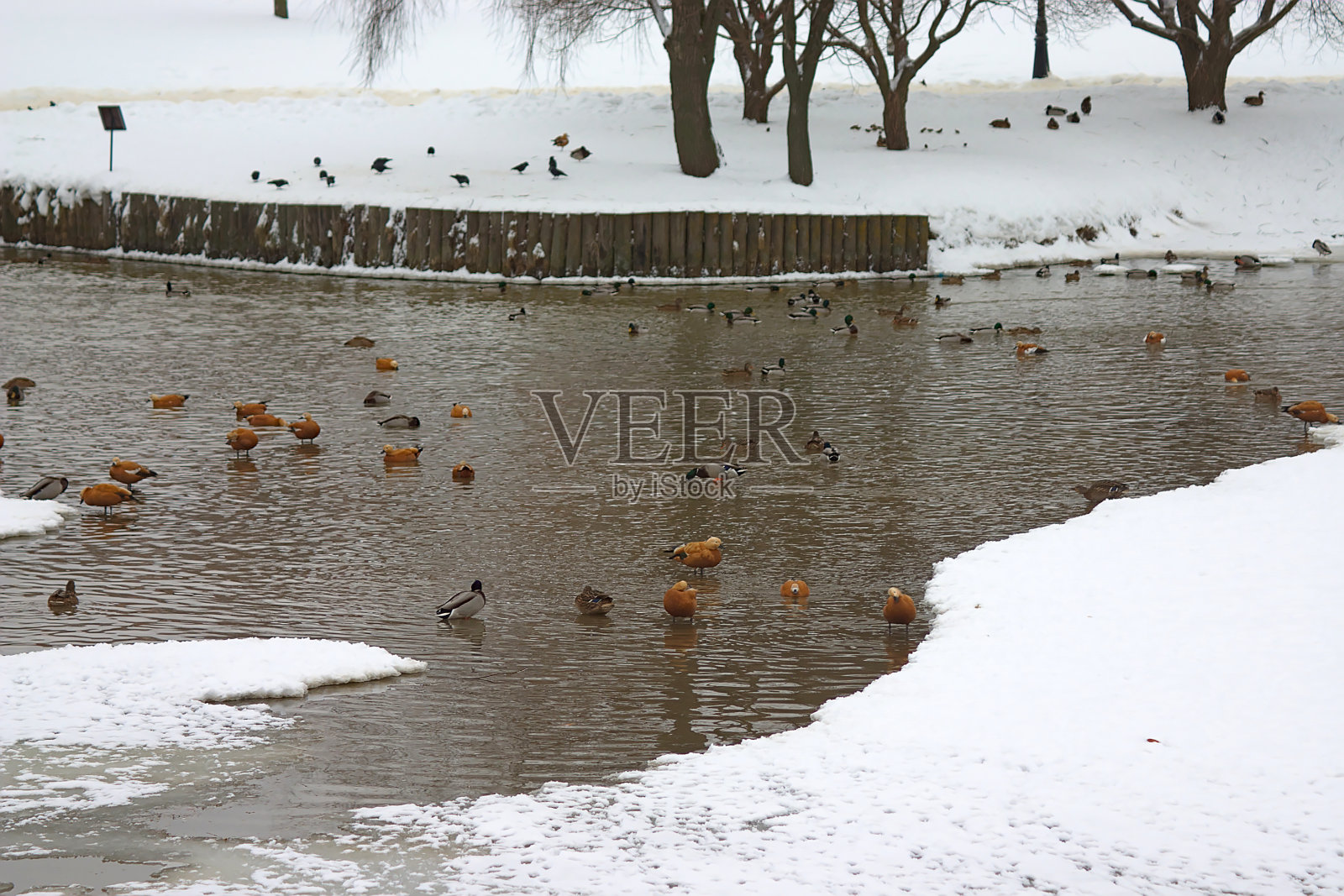在冬季池塘的开阔水面上的鸭子照片摄影图片