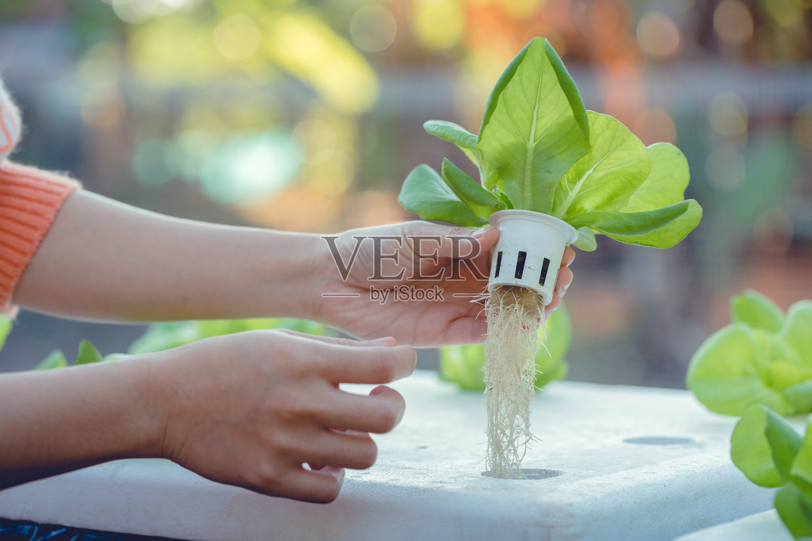 东盟妇女举着新鲜的有机水培蔬菜，检查农场的有机植物生长情况照片摄影图片