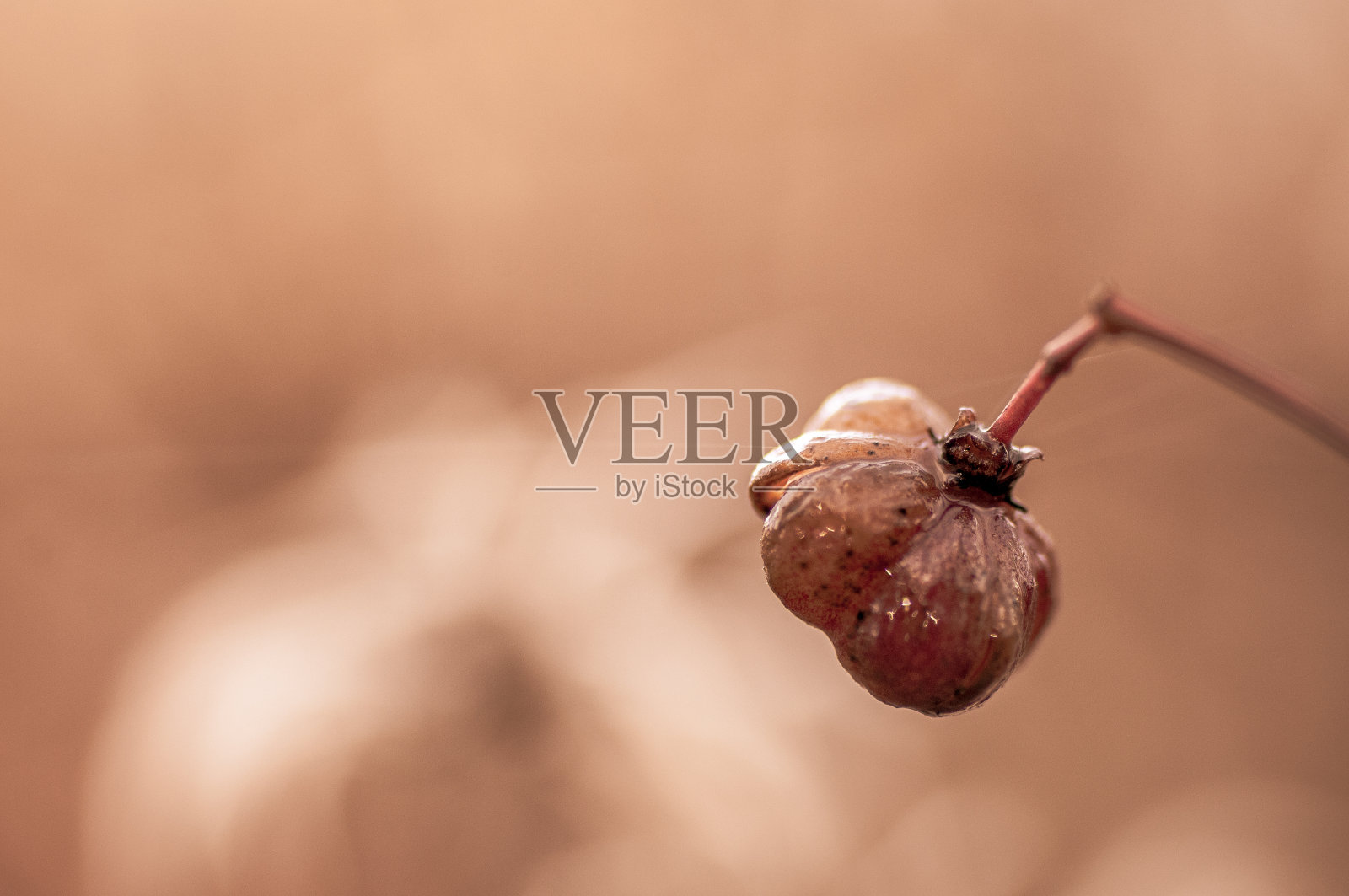 花孤立与柔软的背景照片摄影图片