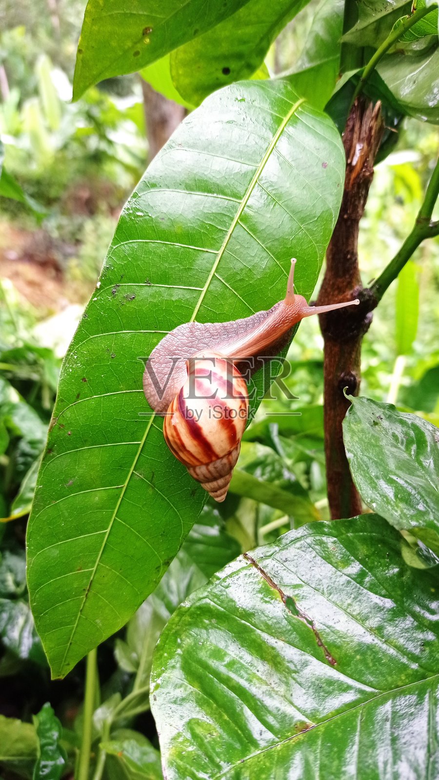 蜗牛爬在潮湿的绿叶上照片摄影图片